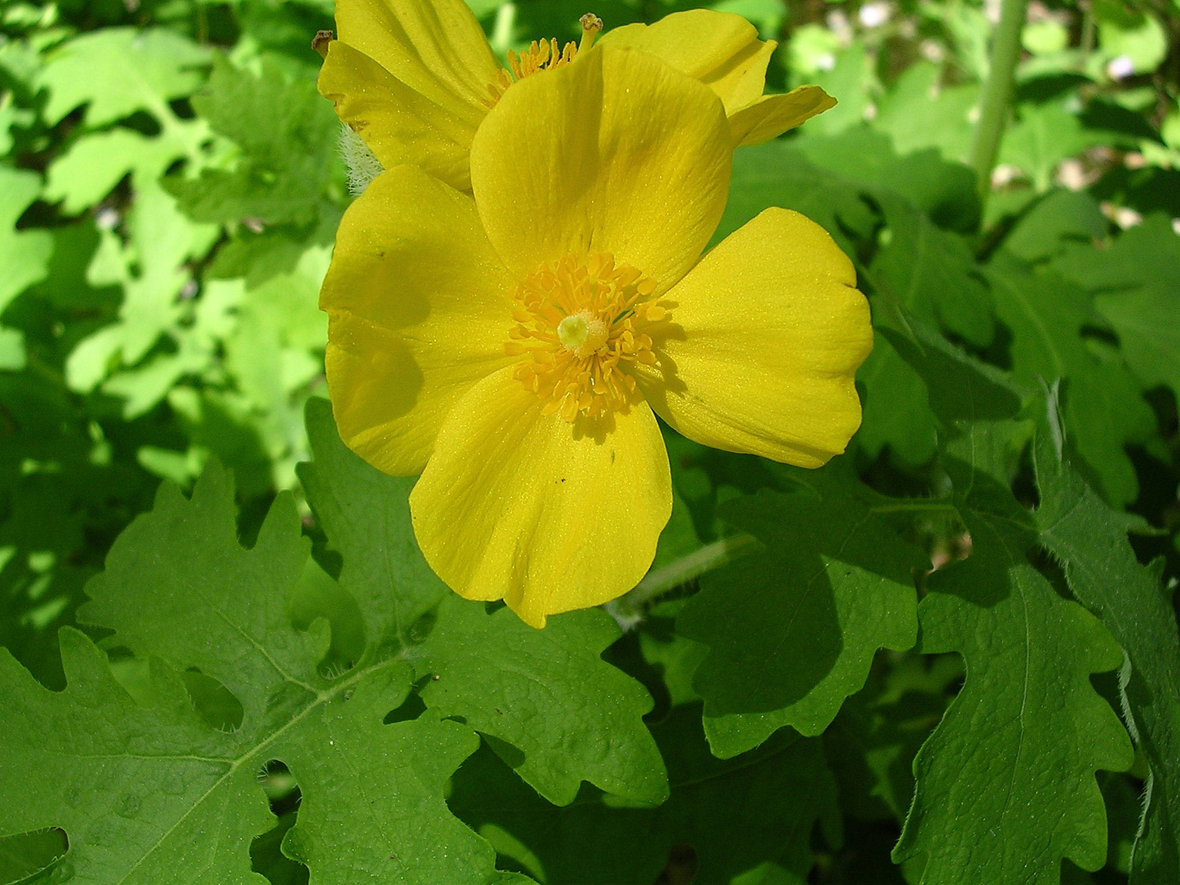 celandine 罌粟 壁紙 — 一朵鮮黃色的罌粟花在自然陽光下，以茂密的綠葉為背景，生動地綻放。