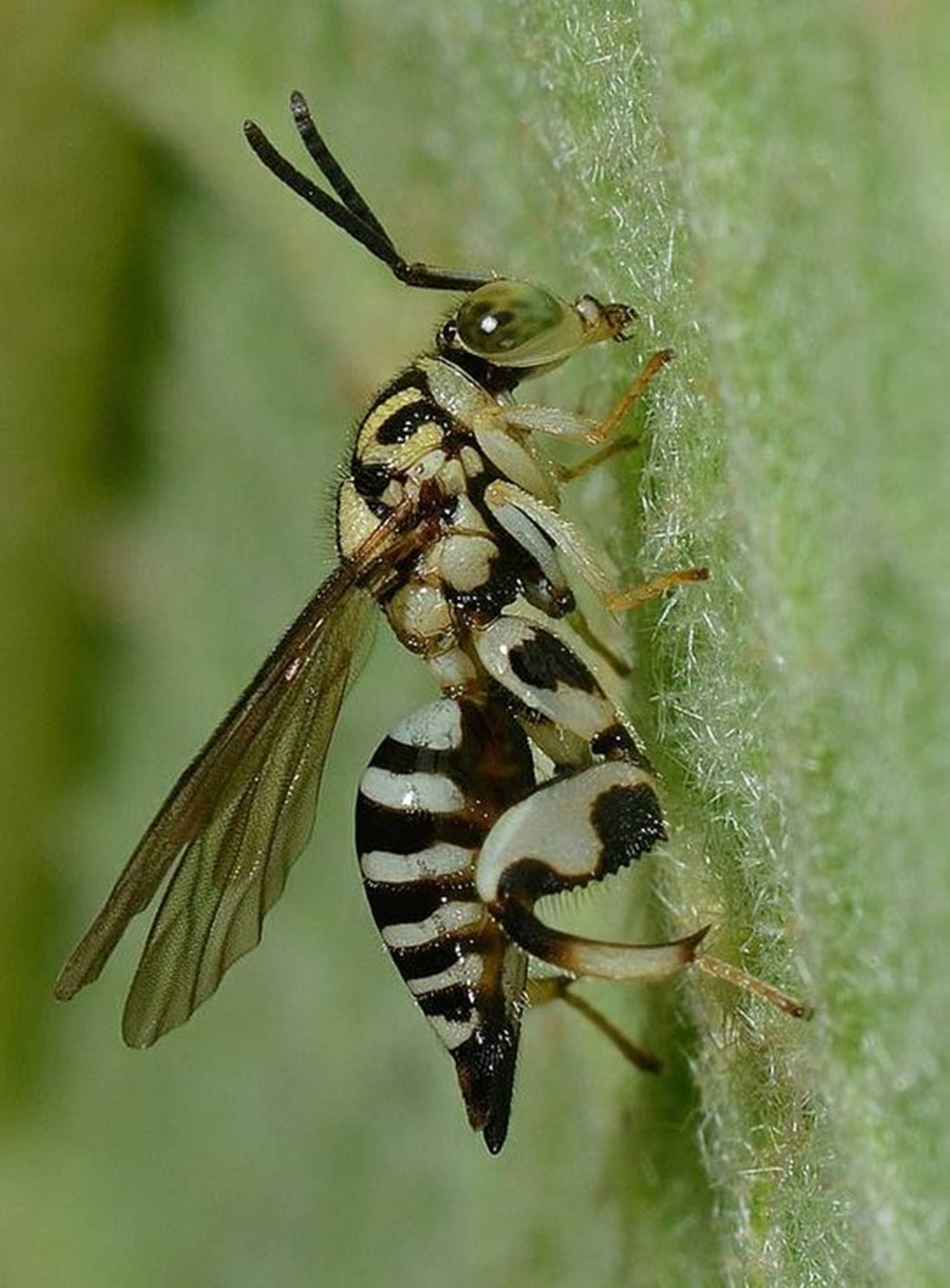 Chalcididae 種類黃蜂 壁紙 — 一張特寫照片，拍攝了一隻引人注目的黑白相間、像黃蜂的昆蟲，緊緊抓住一條毛茸茸的綠色植物莖。
