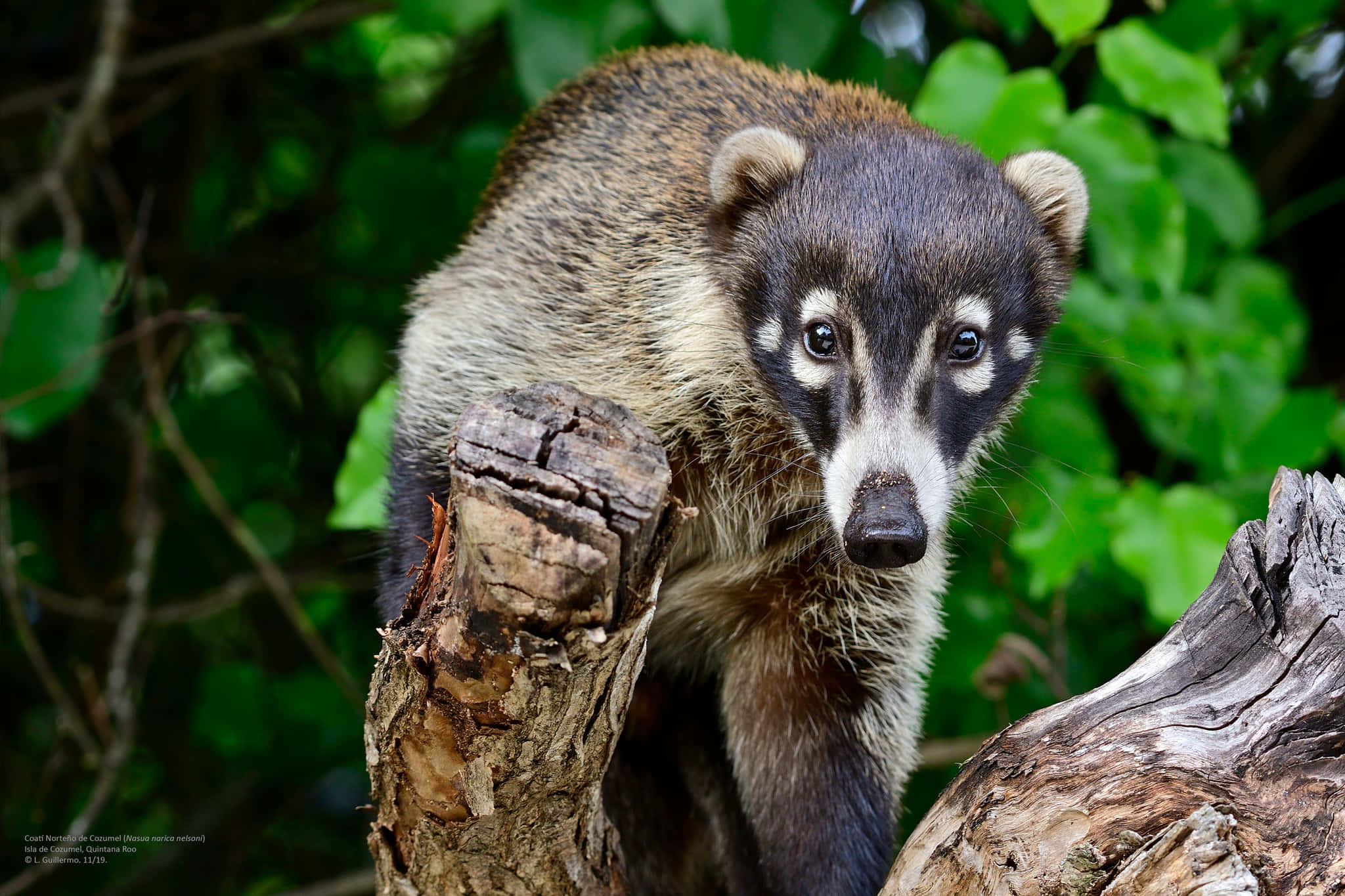 Coati 桌布 壁紙 — 一隻長鼻浣熊棲息在風化的樹樁上，周圍是茂密的綠色樹葉的近距離特寫。