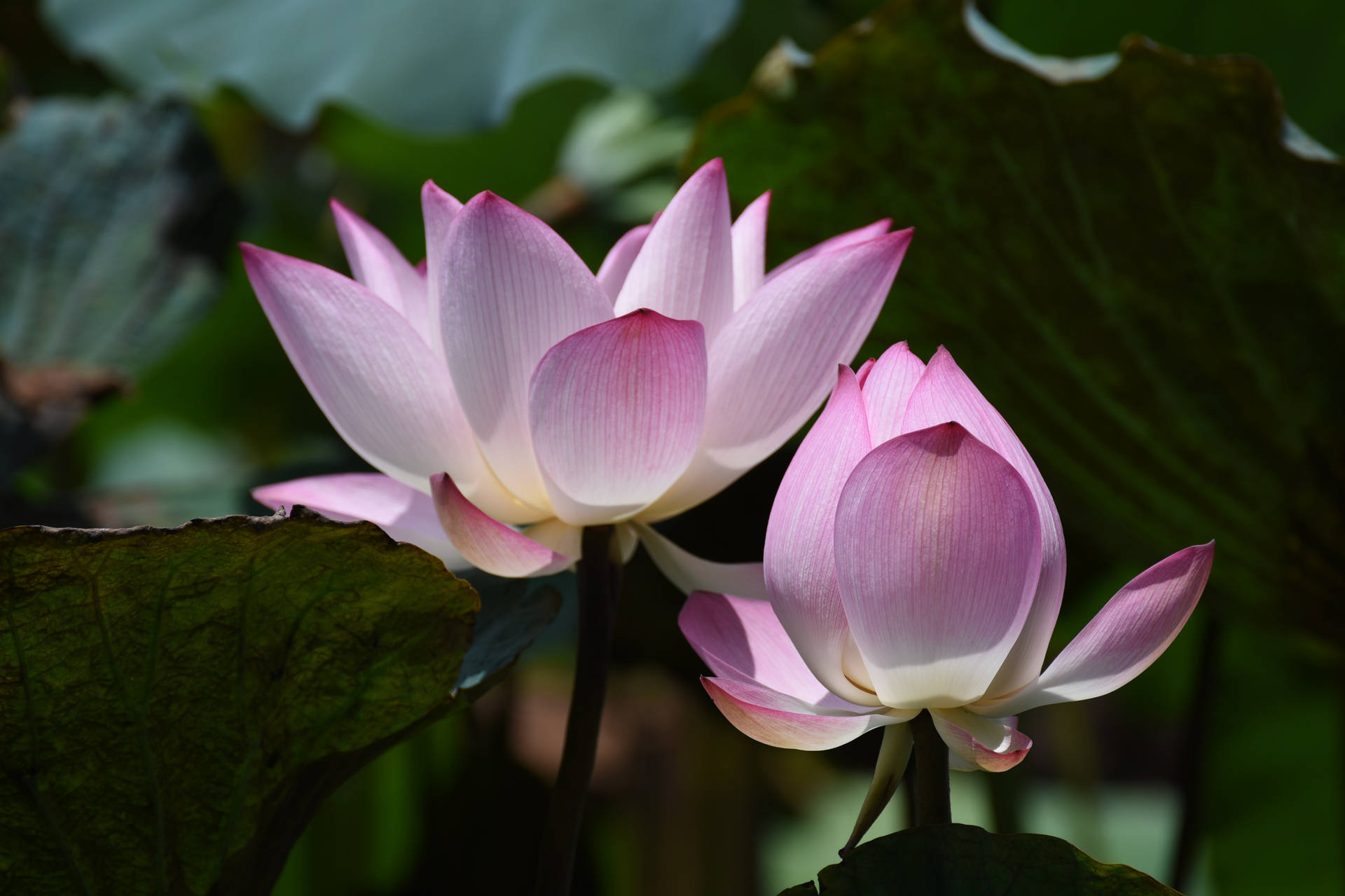 茶碗菊蓮花壁紙