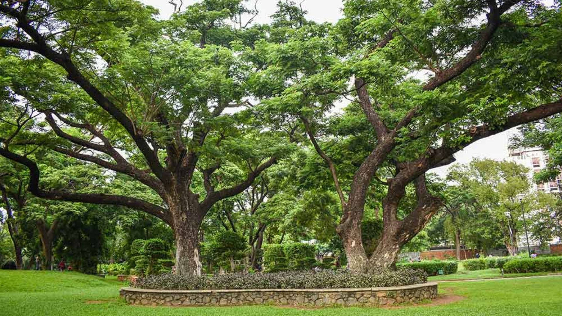 公園裡一棵枝葉茂密的大樹，有石頭邊界和草地