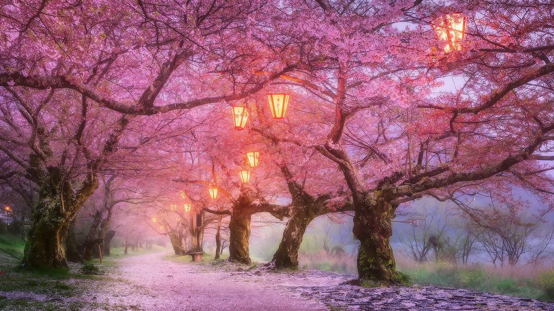 櫻花與燈籠壁紙