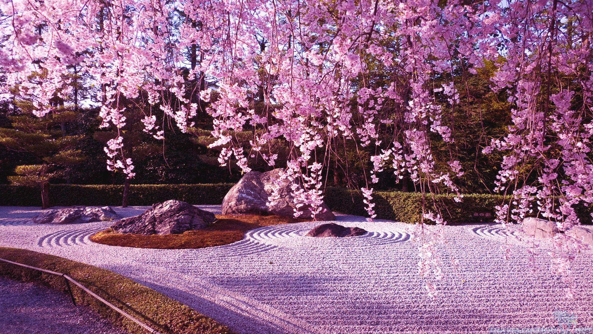 櫻花與岩石園林壁紙