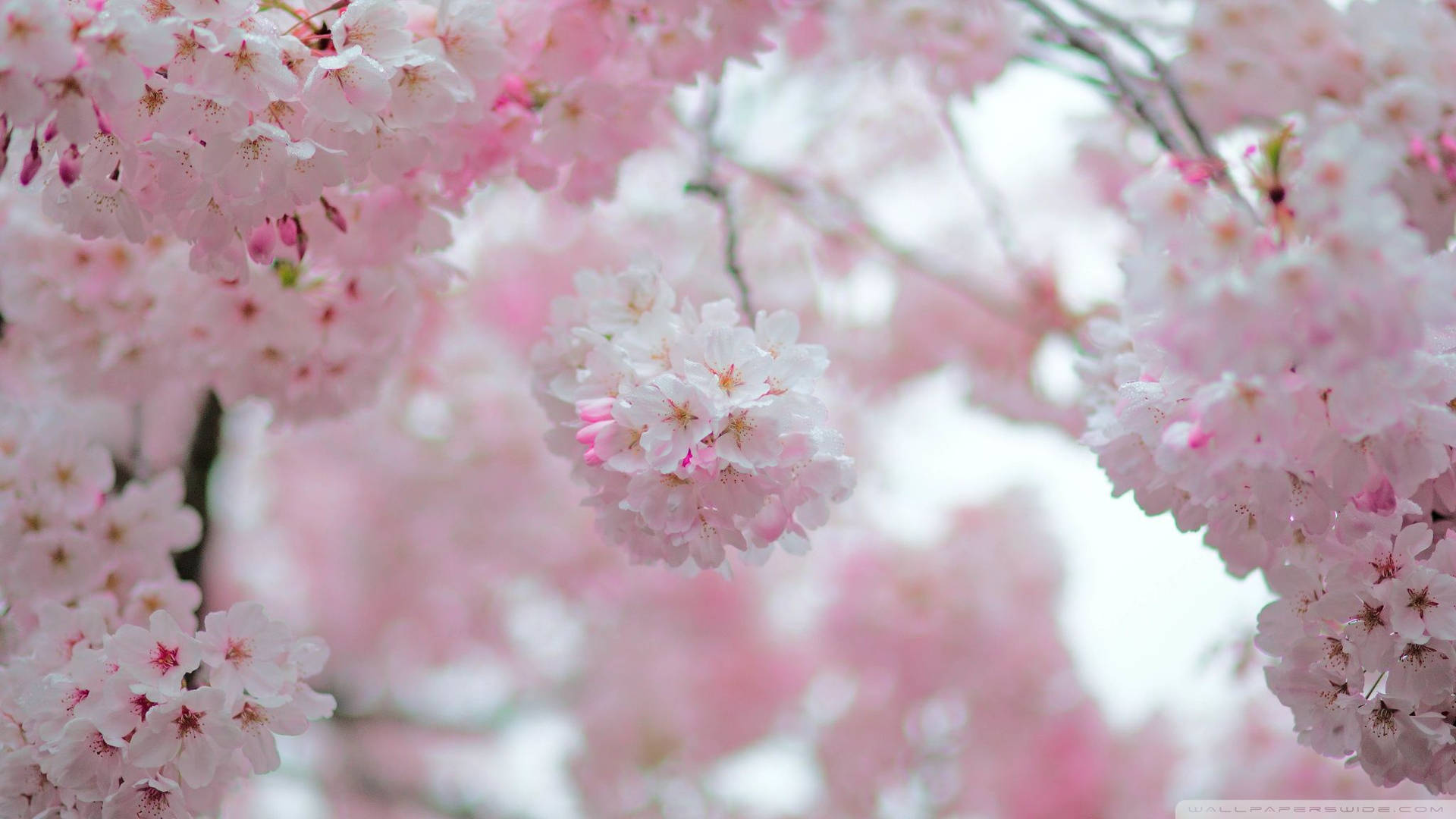 櫻花花蕾壁紙