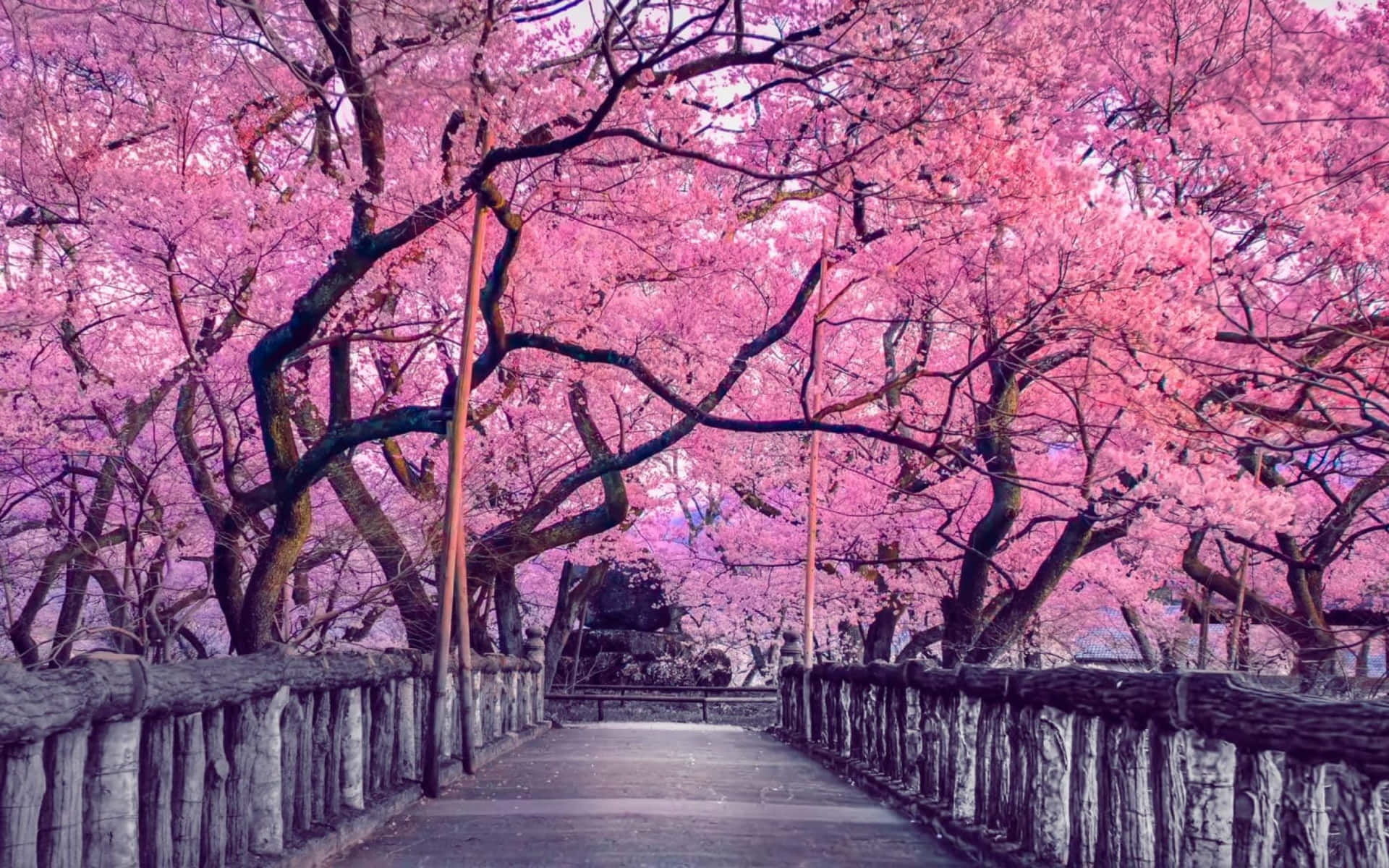 Cherry Blossom pictures 壁紙