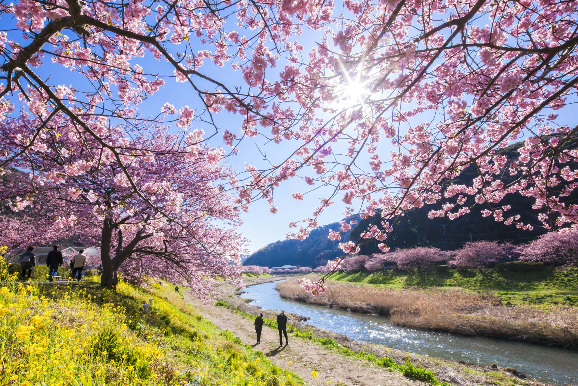 櫻花圖片