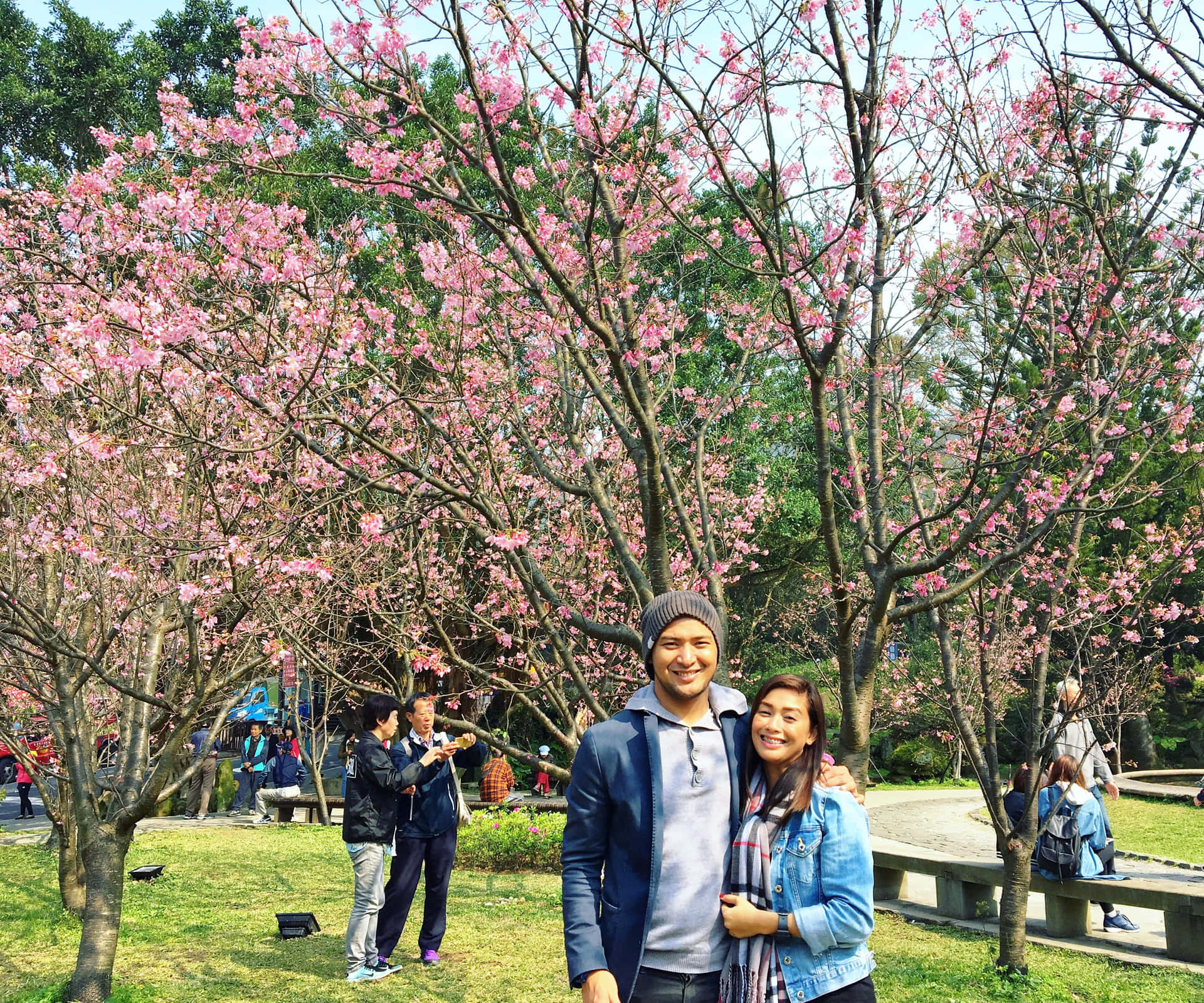 Cherry Blossom pictures 壁紙