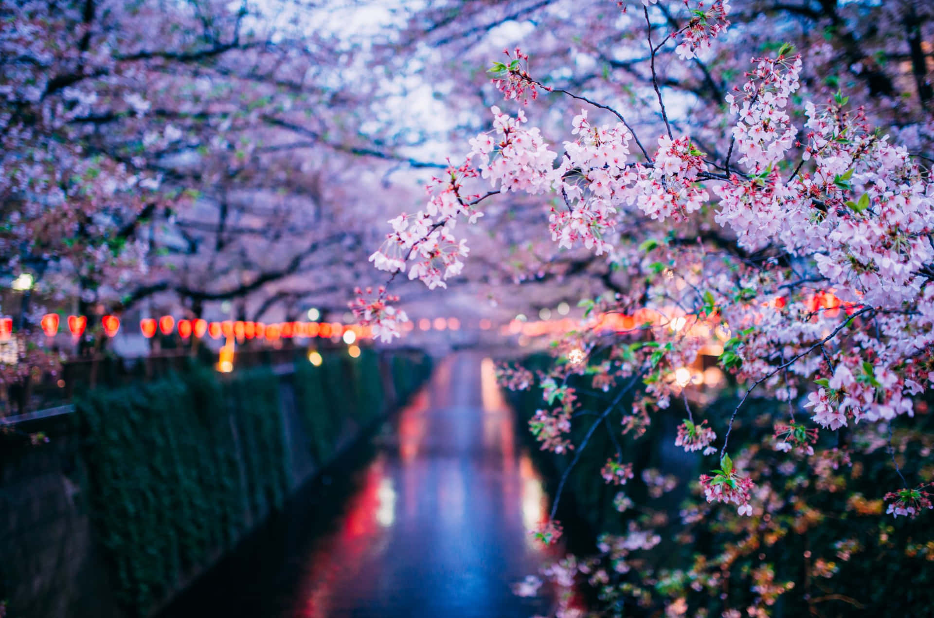 Cherry Blossom pictures 壁紙