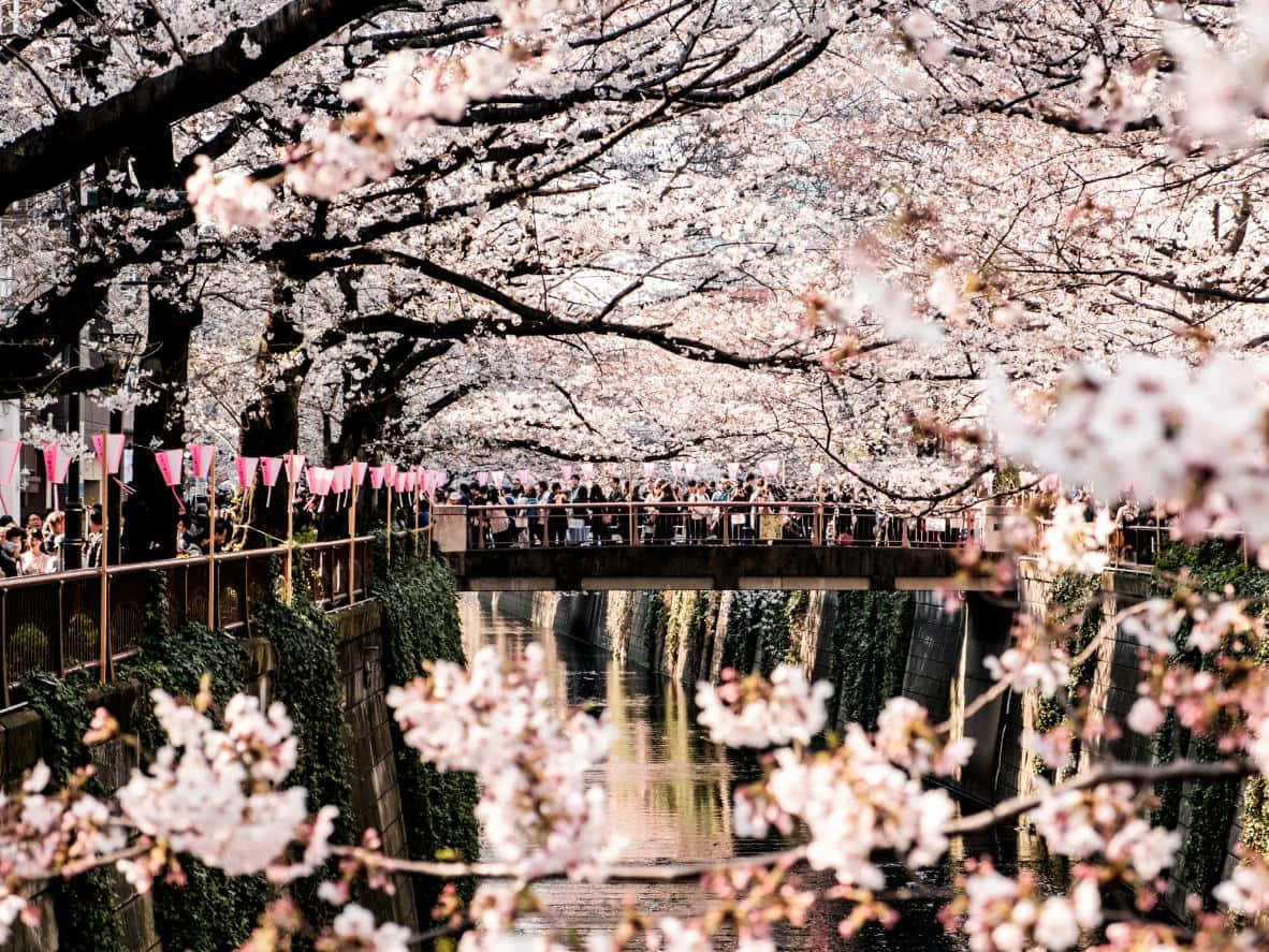 櫻花圖片