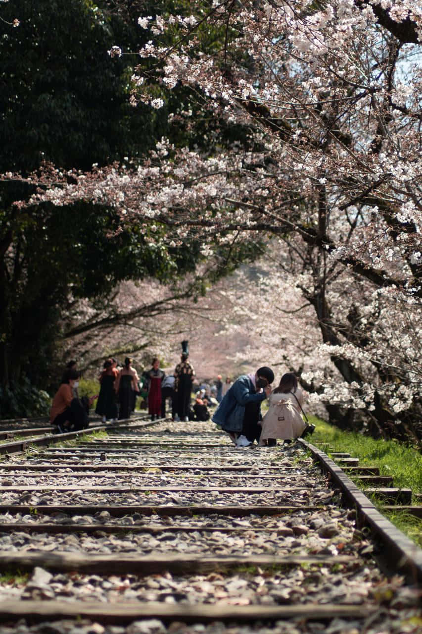 Cherry Blossom pictures 壁紙