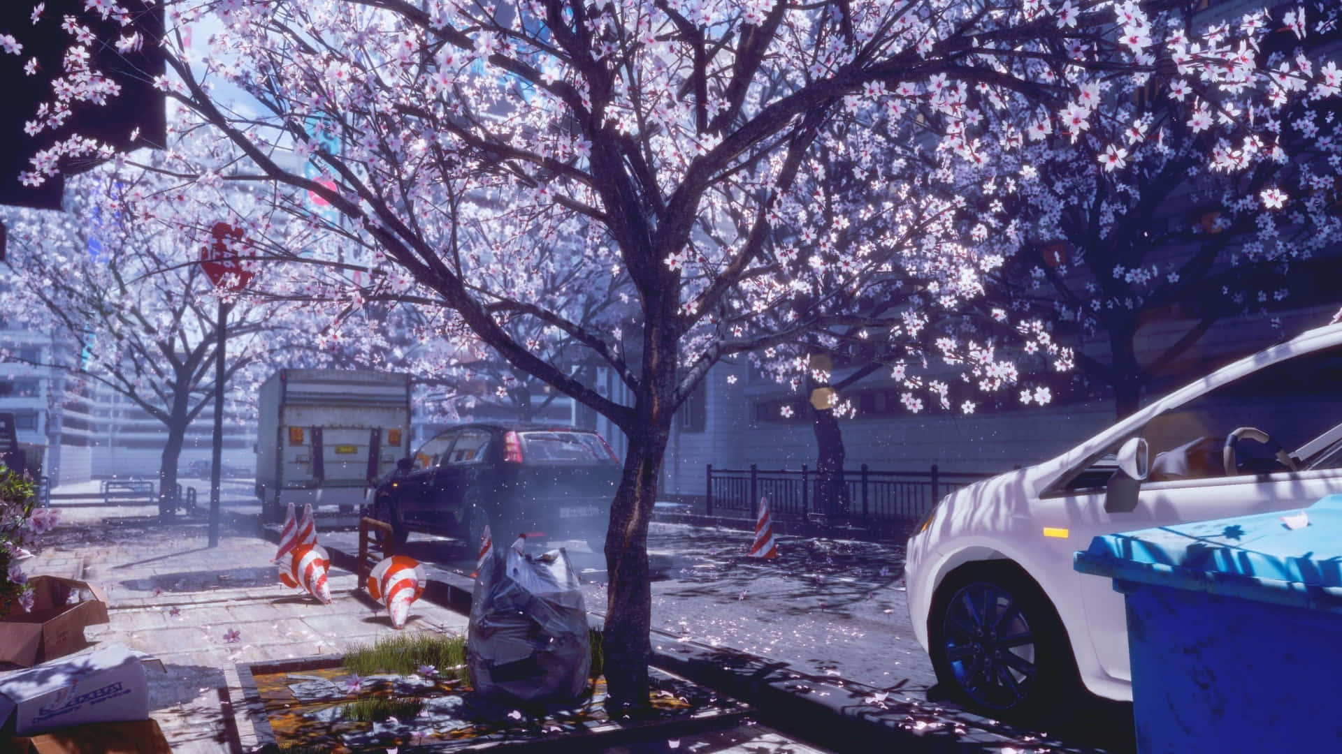  壁紙 — 櫻花樹在寧靜的城市街道上，停泊的汽車和施工錐筒在柔和日光下盛開。