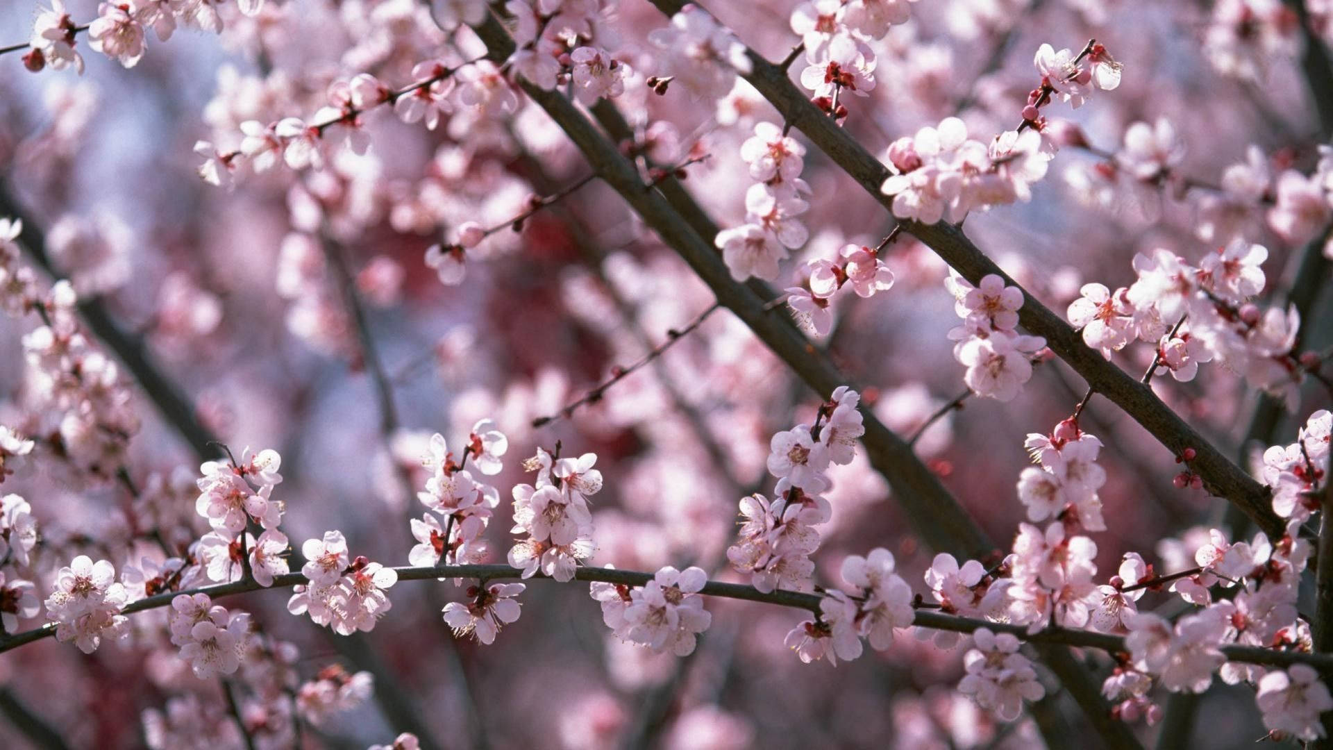 春季櫻花壁紙
