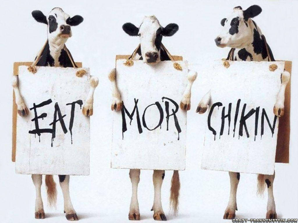 Chick-fil-A 牛隻搞笑筆電 壁紙 — 三隻牛在攝影棚內舉起牌子，拼出「eat mor chikin」，黑色字體滴落。