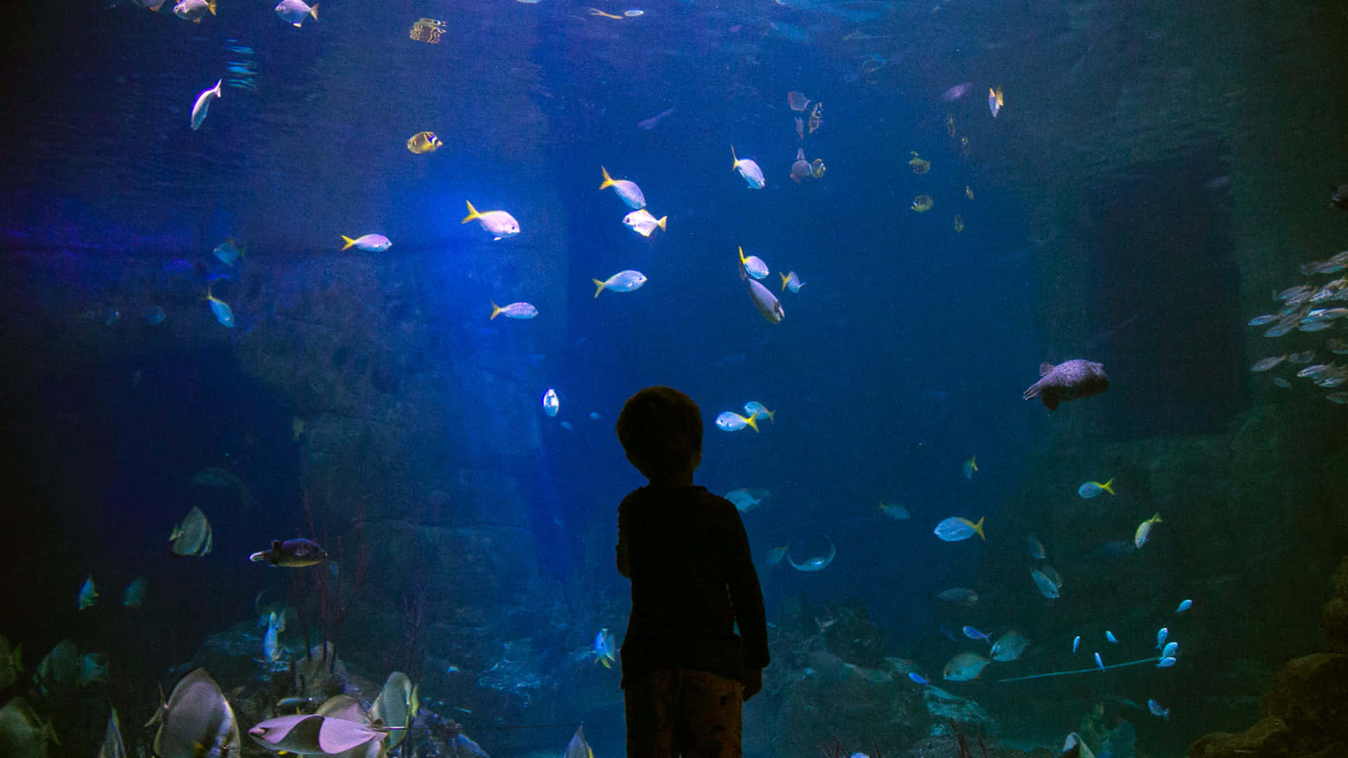  壁紙 — 一個孩子以剪影站立，凝視著在廣闊藍色水族箱中游動的彩色魚類。