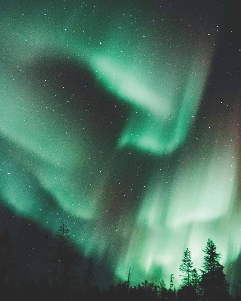  壁紙 — 充滿活力的綠色北極光在繁星點點的夜空上，在黑暗的松樹剪影上方舞動。