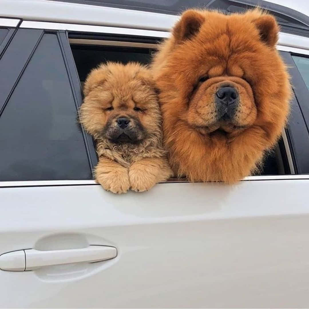 這隻 Chow Chow 的豪華毛髮絕對令人驚嘆 壁紙 — 兩隻毛茸茸嘅鬆獅犬帶住惺忪睡眼，由白色車窗探出頭嚟。