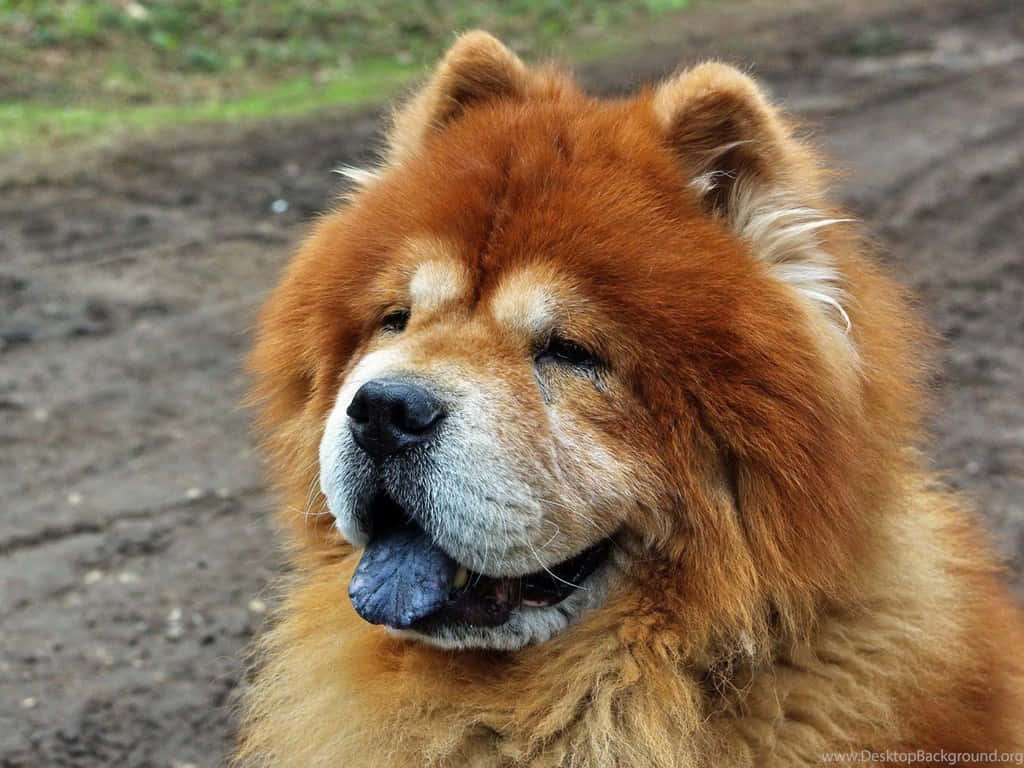 可愛的白色 Chow Chow 幼犬 壁紙 — 一隻毛茸茸的紅色鬆獅犬特寫，表情平靜，舌頭微微伸出，背景是模糊的大地色。