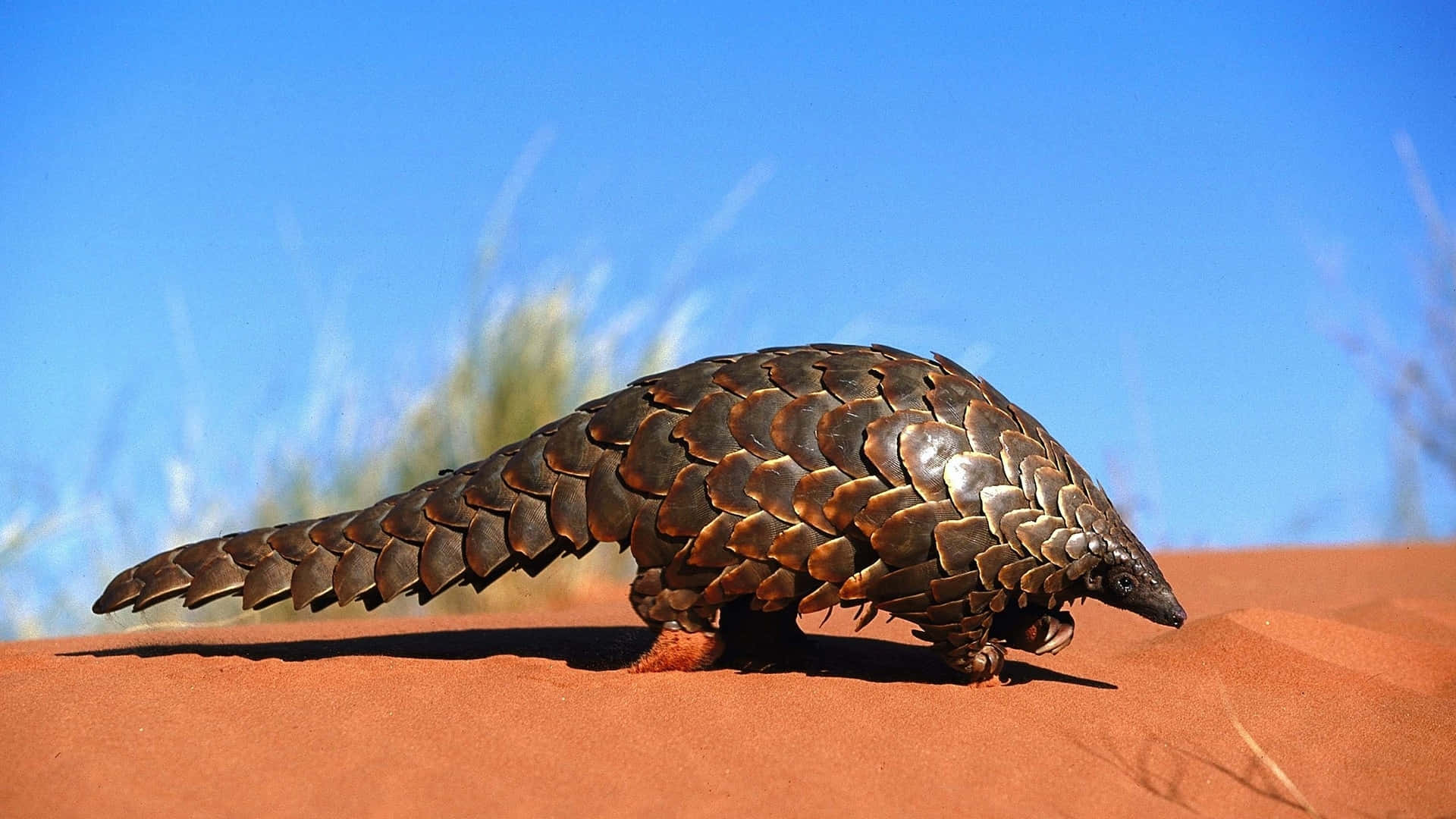 armadillo 桌布 壁紙 — 一隻帶有重疊棕色鱗片的穿山甲在晴朗藍天下走過紅沙，背景有模糊的草。