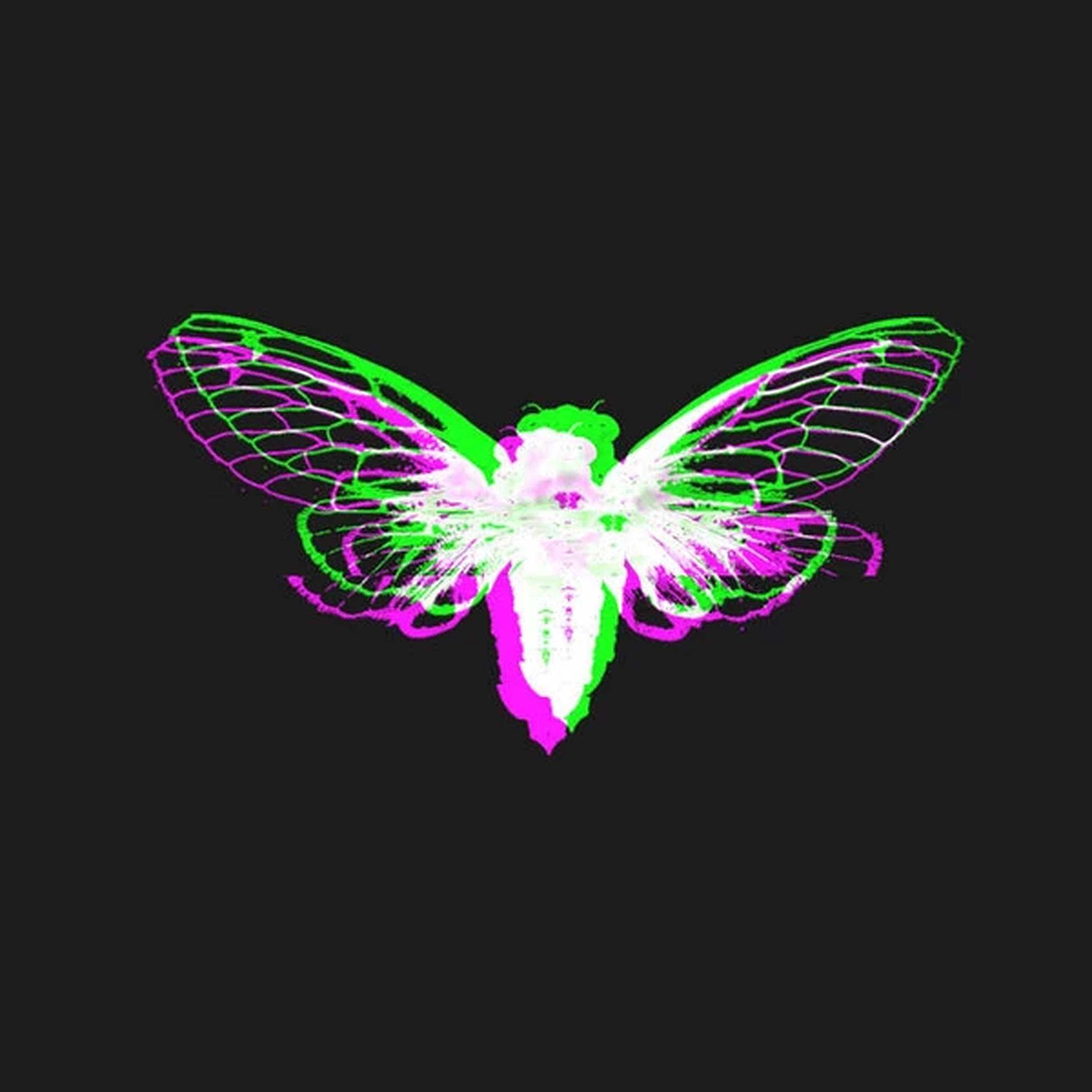 Cicada 粉綠藝術 壁紙 — 一隻帶有半透明翅膀的螢光綠和洋紅色蟬，在黑色背景上發光。