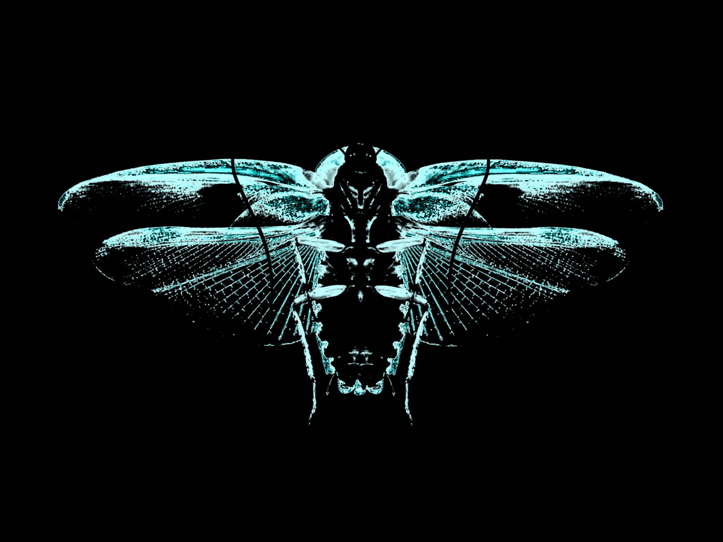 Cicada 青藍藝術 壁紙 — 一隻發光的青色蜻蜓，帶有複雜的翅脈，在純黑色背景上格外突出。