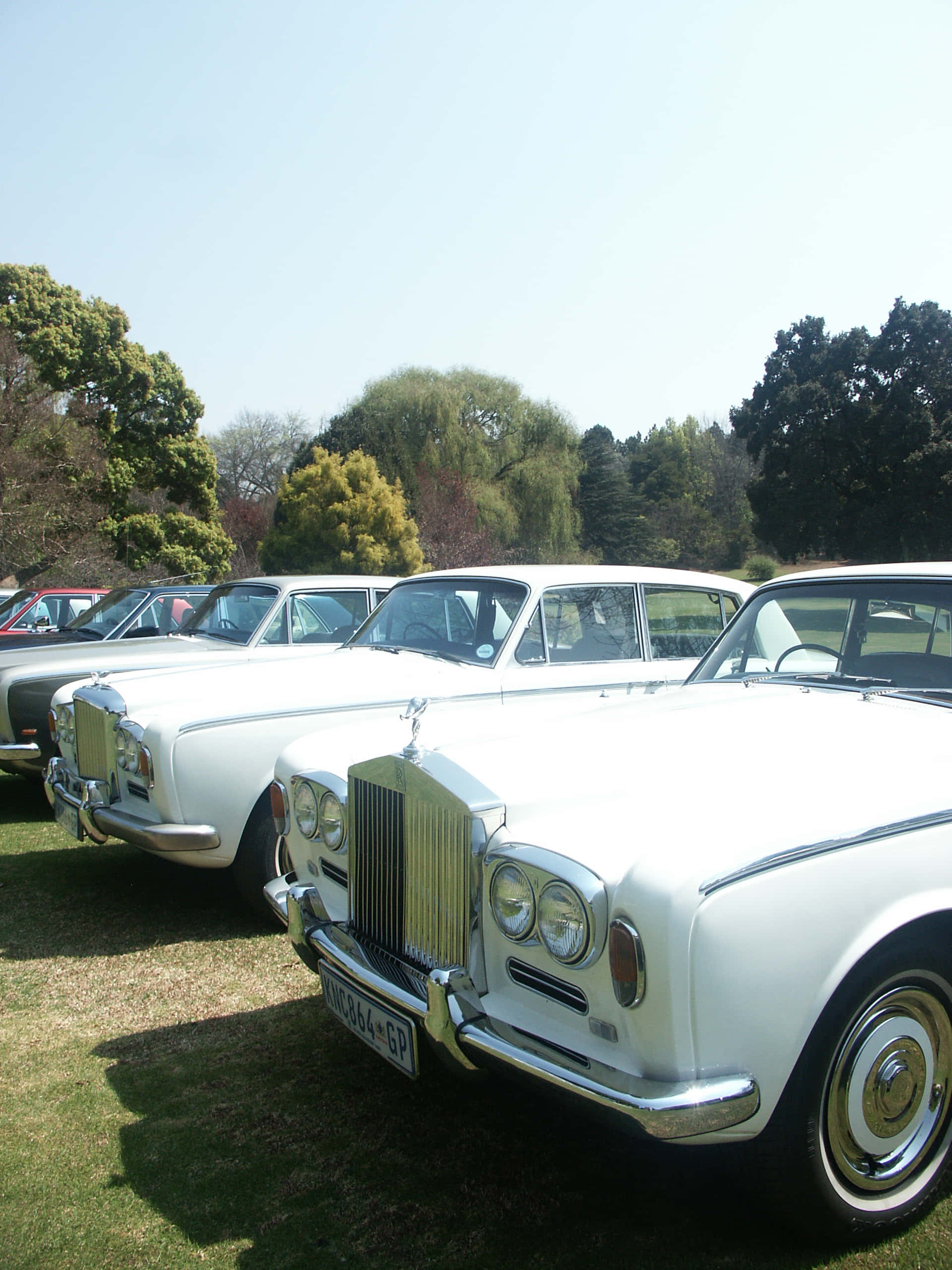 Bentley T1 桌布 壁紙 — 經典白色勞斯萊斯汽車在陽光明媚的草地上閃閃發光，周圍環繞著茂密的綠樹。