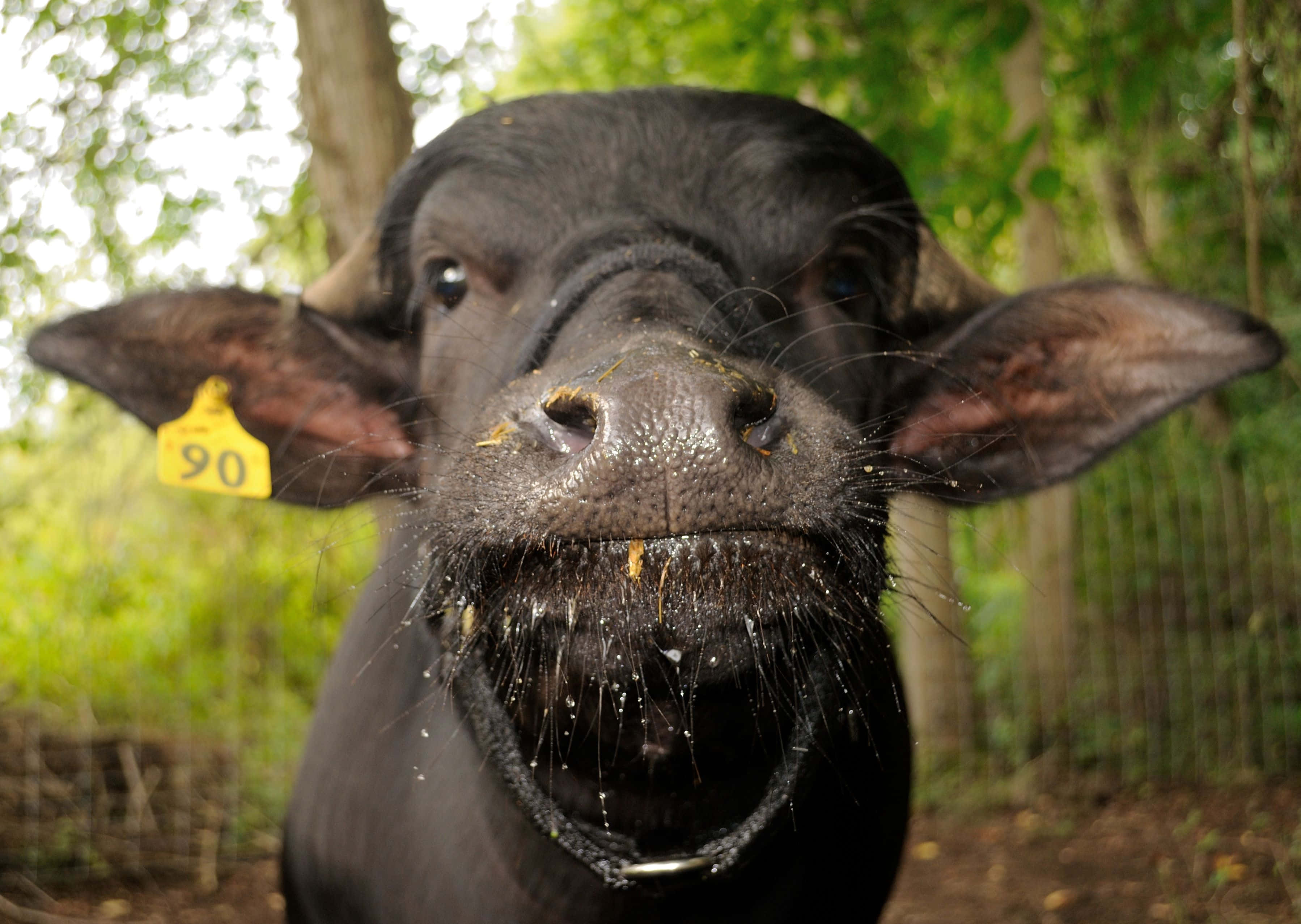Water Buffalo 桌布 壁紙 — 一頭黑色水牛帶有黃色耳標號碼90，在茂密綠色森林中直視鏡頭的特寫。