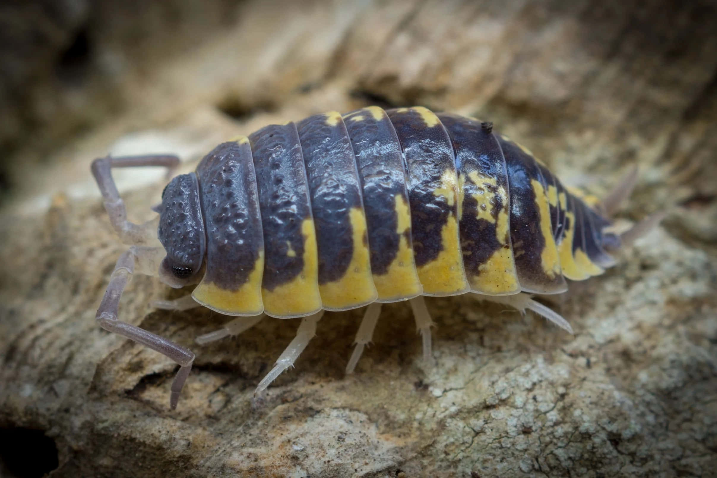 Isopod 桌布 壁紙 — 一隻黑黃條紋等足類動物在粗糙紋理的樹皮上爬行的特寫。