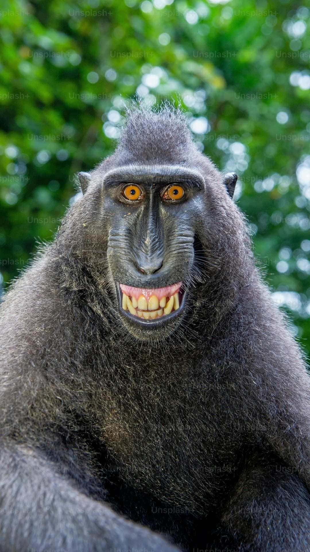  壁紙 — 一隻黑冠獼猴的特寫，擁有強烈的橙色眼睛，在模糊的綠色森林背景下露出尖銳的牙齒。