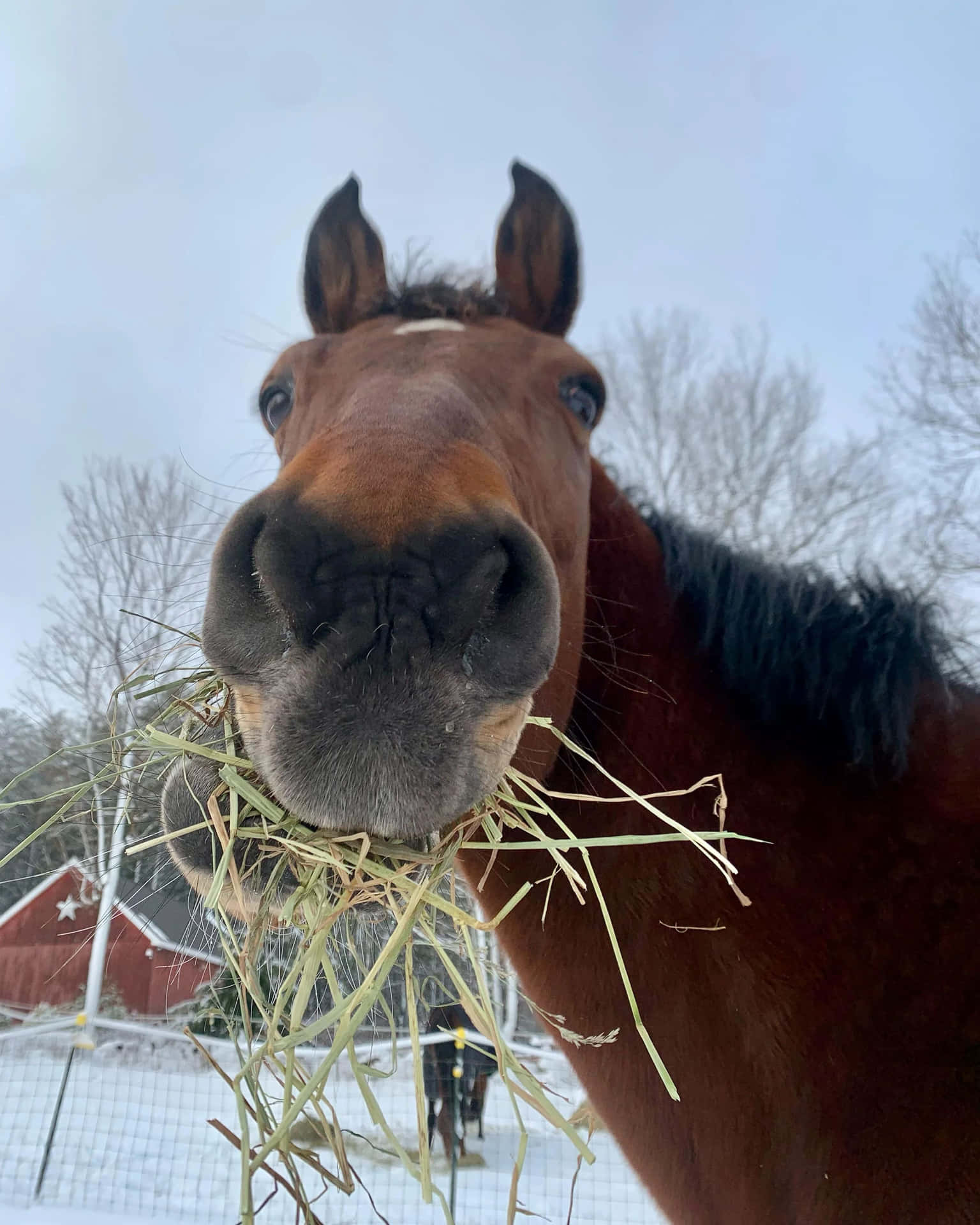  壁紙 — 一匹棕色馬在雪覆蓋的地面和光禿禿的樹木背景下咀嚼乾草的近距離特寫。