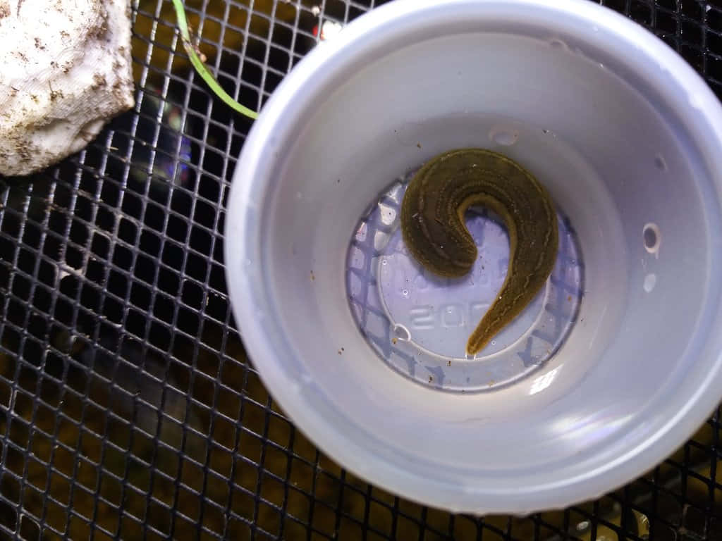  壁紙 — 一隻啡色水蛭蜷縮在透明膠杯內的特寫，膠杯放在黑色金屬格柵上。
