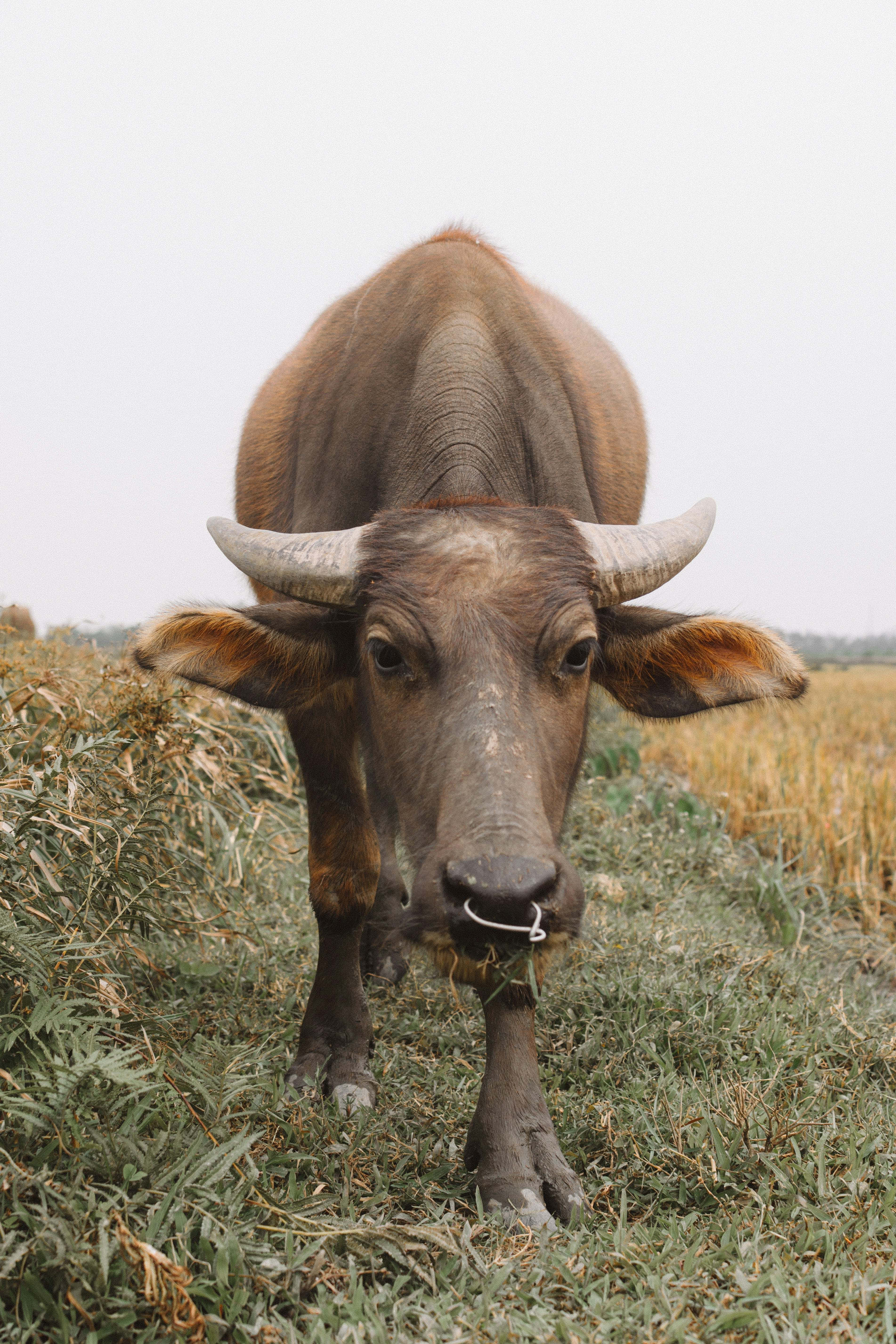 Water Buffalo 桌布 壁紙 — 一頭棕色水牛的特寫，牠有彎曲的角和鼻環，站在多雲天空下的草地上。
