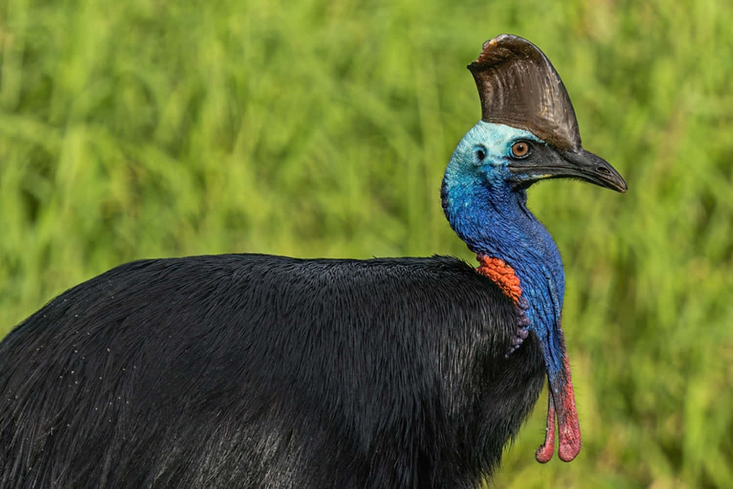 Cassowary 桌布 壁紙 — 一隻擁有鮮豔藍色頸部和紅色肉垂的食火雞，特寫站立在茂密的綠草中。