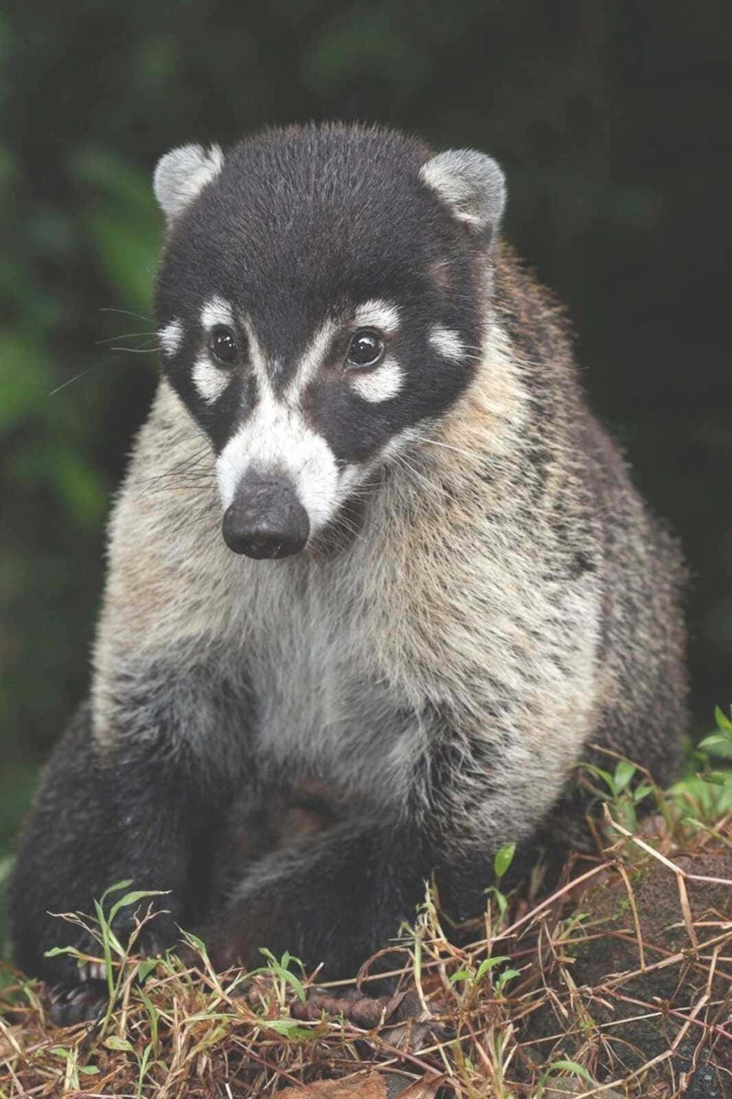 Coati 桌布 壁紙 — 一隻帶有黑色面具和白色鼻子的長鼻浣熊近距離特寫，警覺地坐在綠色樹葉中。