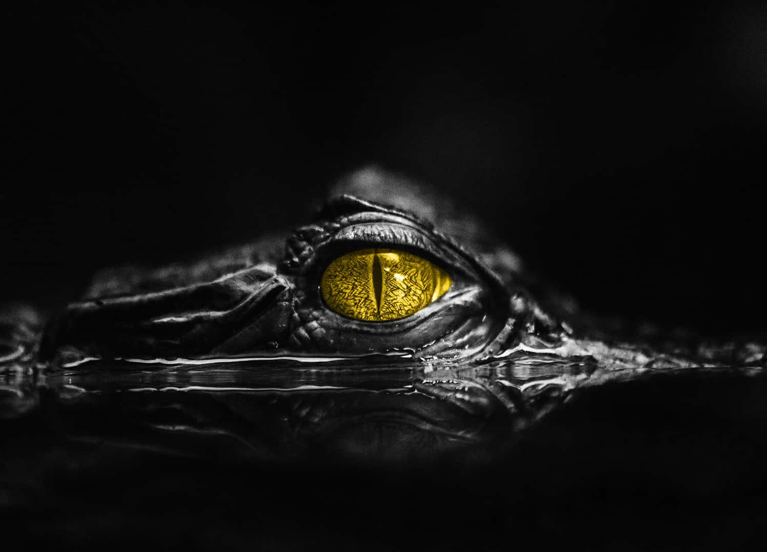  壁紙 — 鱷魚發光的金色眼睛特寫，從黑暗的水中窺視，背景為黑色。