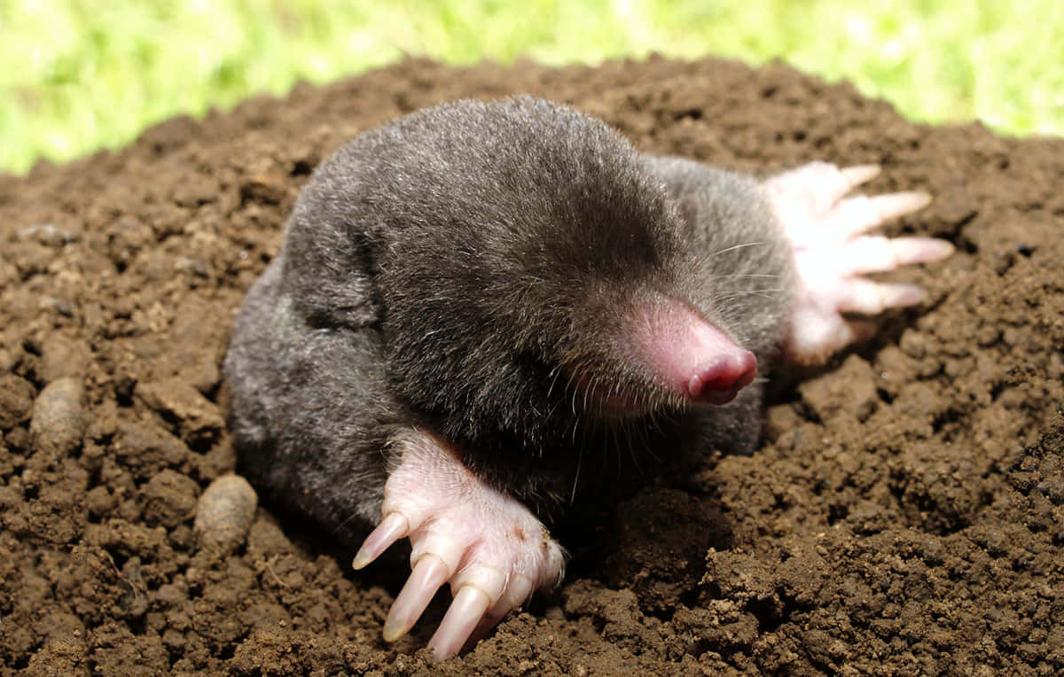 Mole 桌布 壁紙 — 一隻深色毛髮的鼴鼠，帶有粉紅色爪子和鼻子，從一堆肥沃的棕色泥土中冒出，背景是模糊的綠色草地。