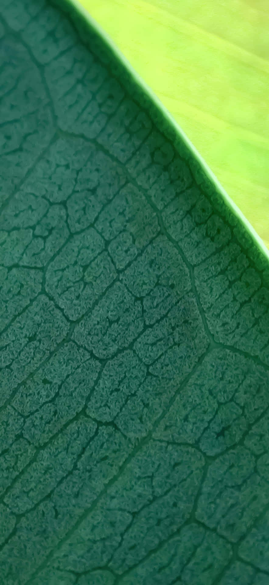  壁紙 — 深綠色葉子的特寫，葉脈圖案錯綜複雜，與明亮的青檸綠色葉緣形成對比。