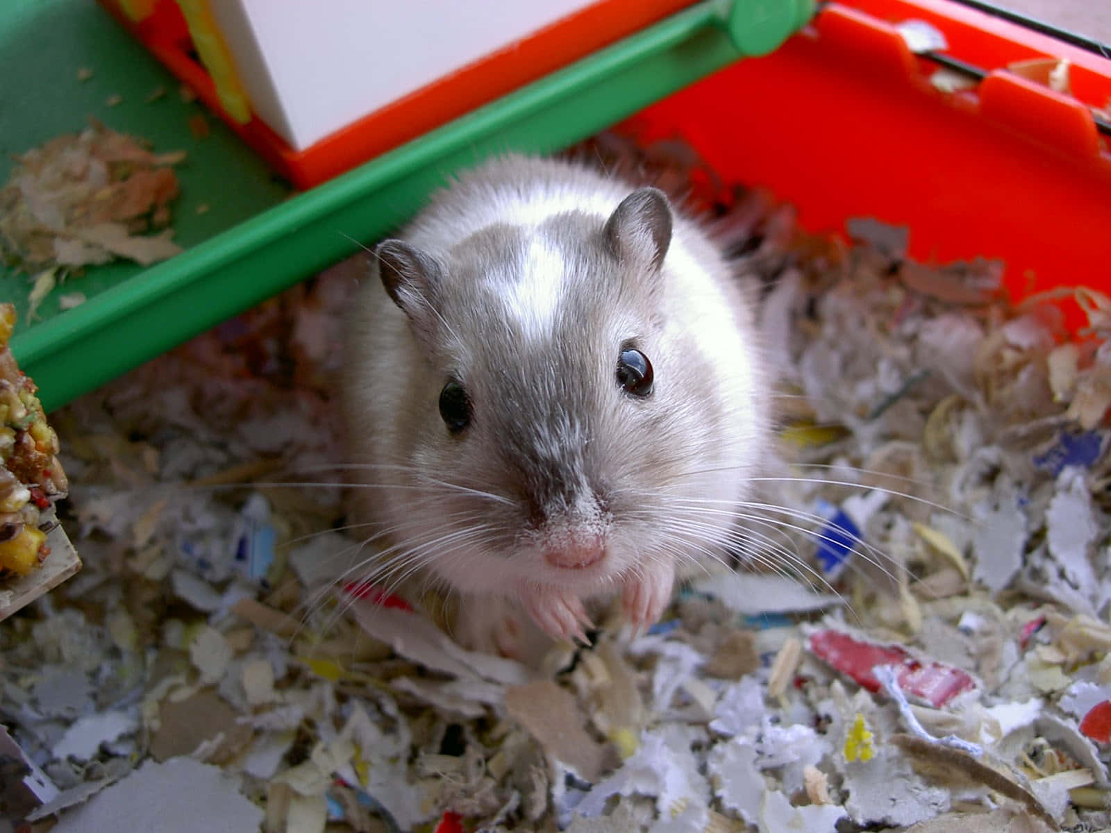 Gerbil 桌布 壁紙 — 一隻毛茸茸的灰白色倉鼠，黑色眼睛，從一個充滿碎紙的彩色籠子裡探出頭來的特寫。