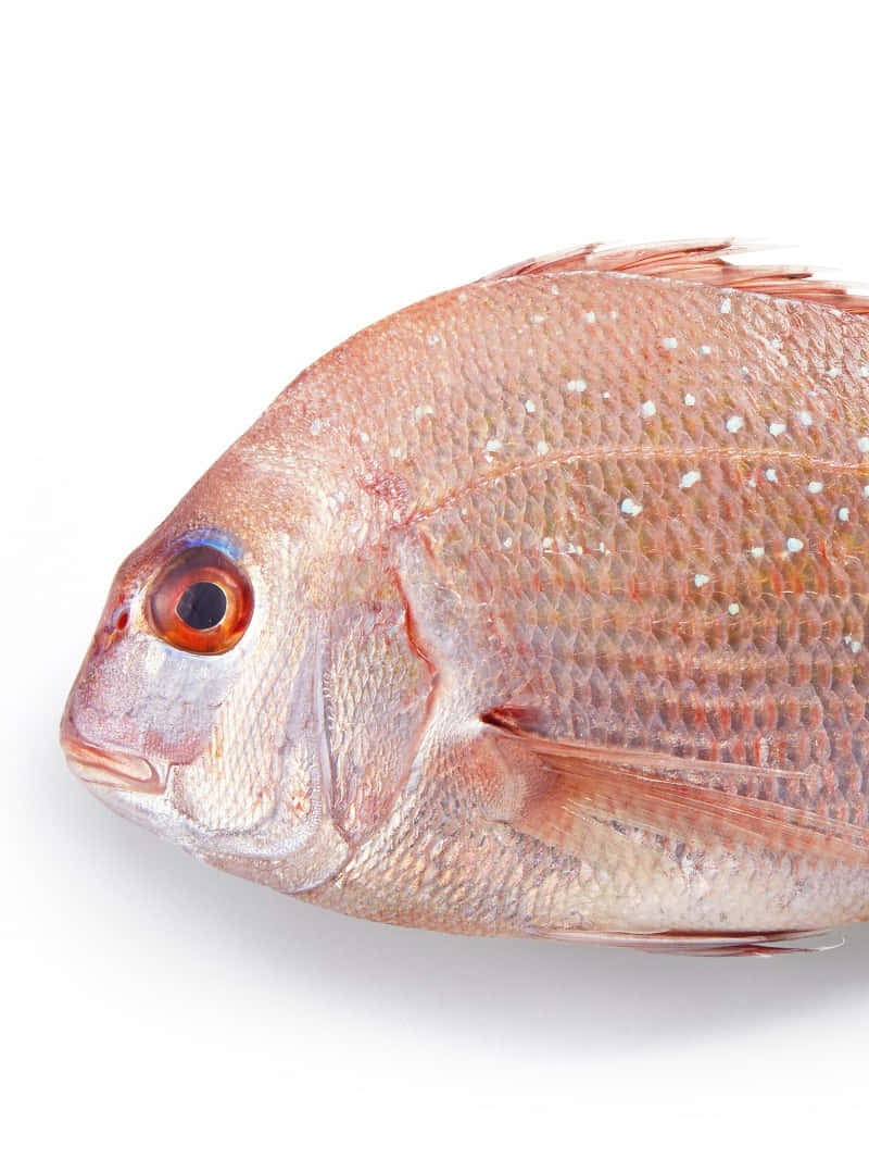  壁紙 — 新鮮紅鯛魚的特寫，帶有白色斑點和細緻鱗片，背景為純白色。