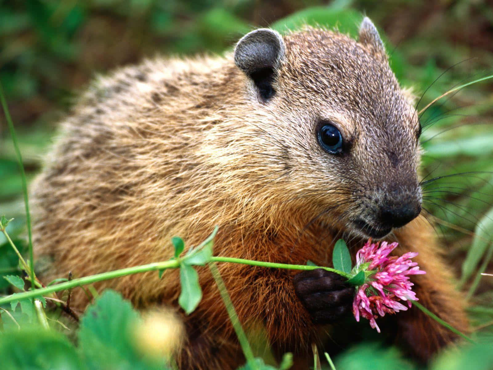 Woodchuck 桌布 壁紙 — 近距離拍攝一隻毛茸茸、深色眼睛的土撥鼠，在綠色樹葉中輕輕地用爪子捧著一朵粉紅色的三葉草花。