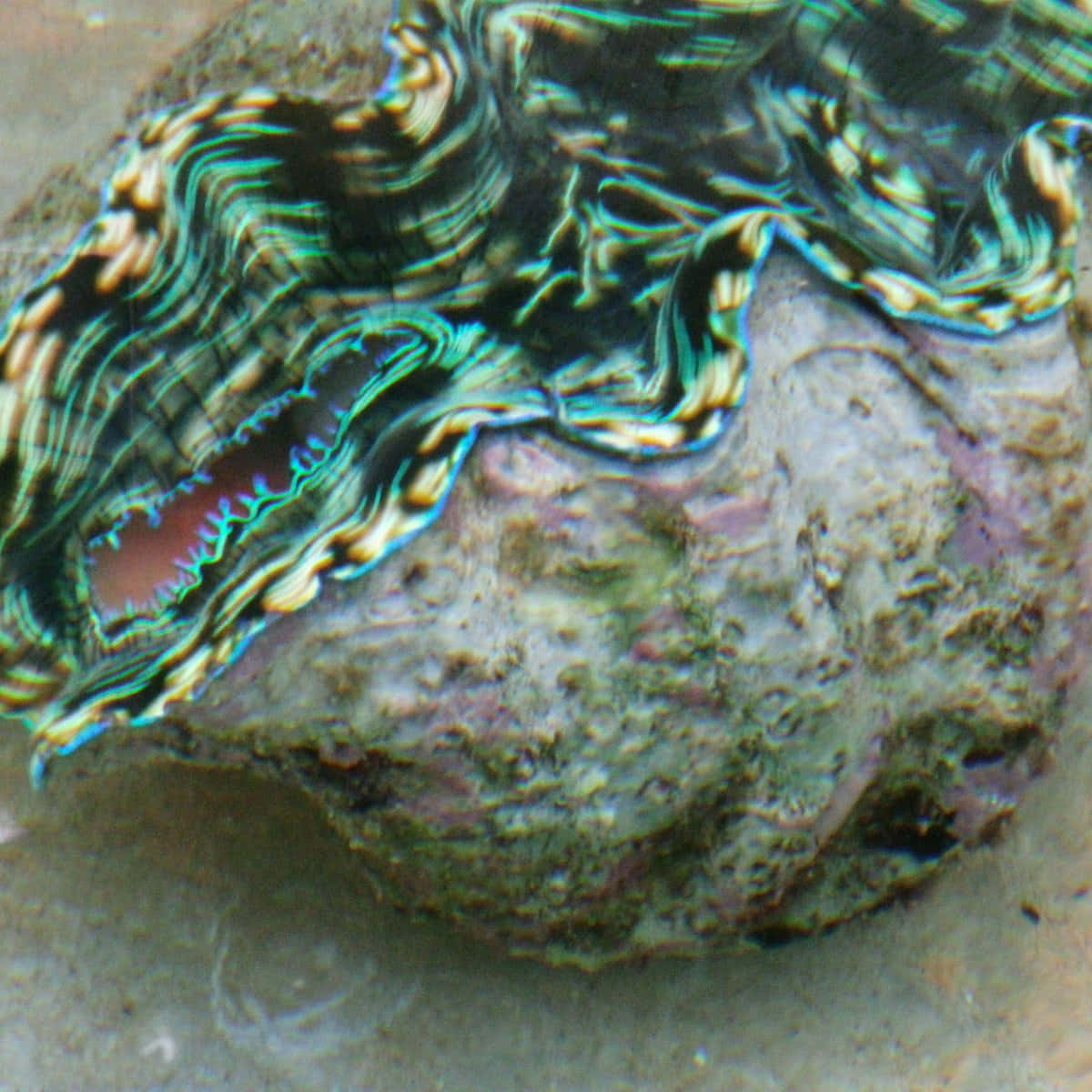 Giant Clam 桌布 壁紙 — 水下巨型鮑魚殼的特寫，邊緣呈現出虹彩般的綠色、藍色和金色圖案。