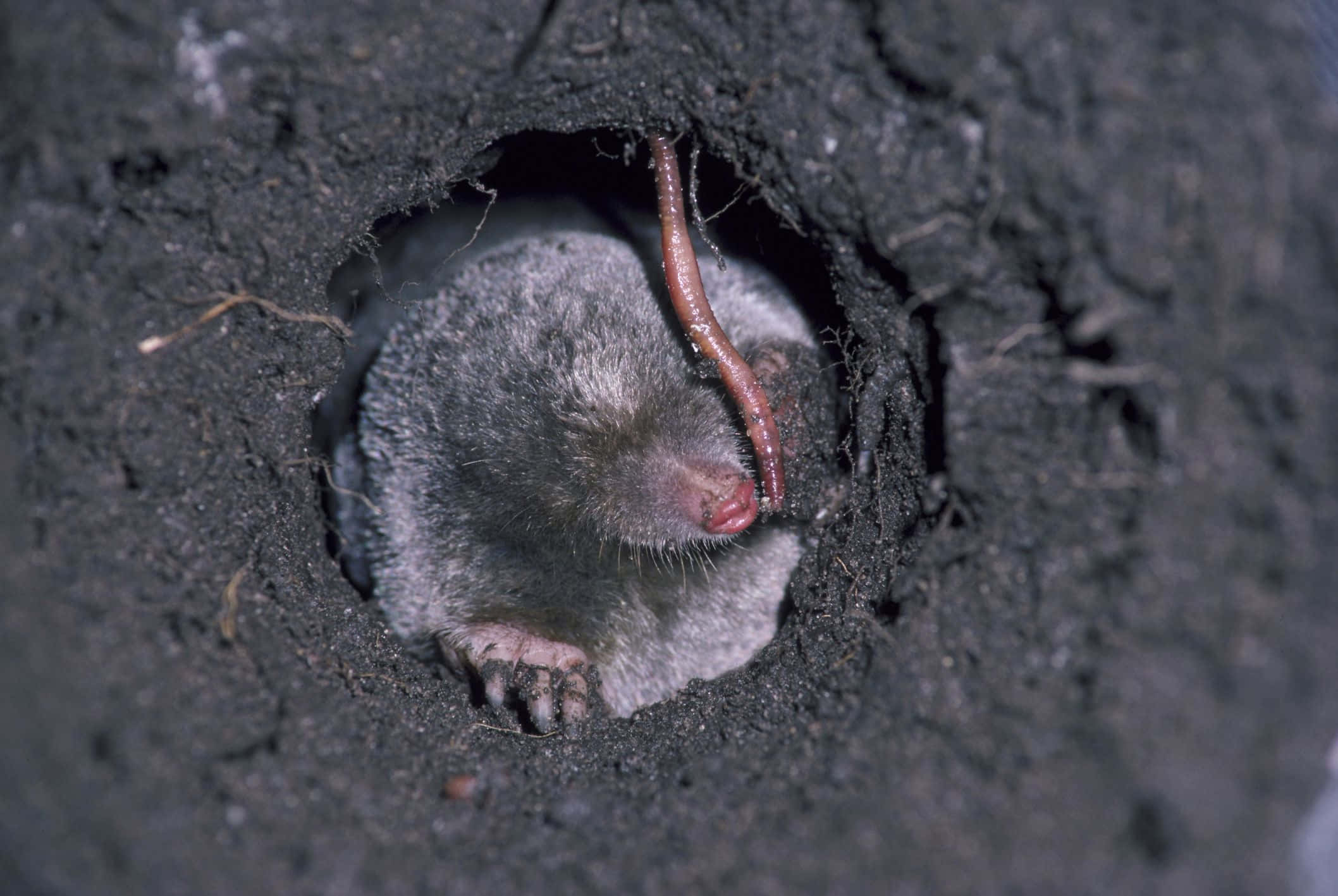 Mole 桌布 壁紙 — 灰色鼴鼠從黑暗泥土隧道中探出頭來的特寫，嘴裡叼著一條蠕蟲。
