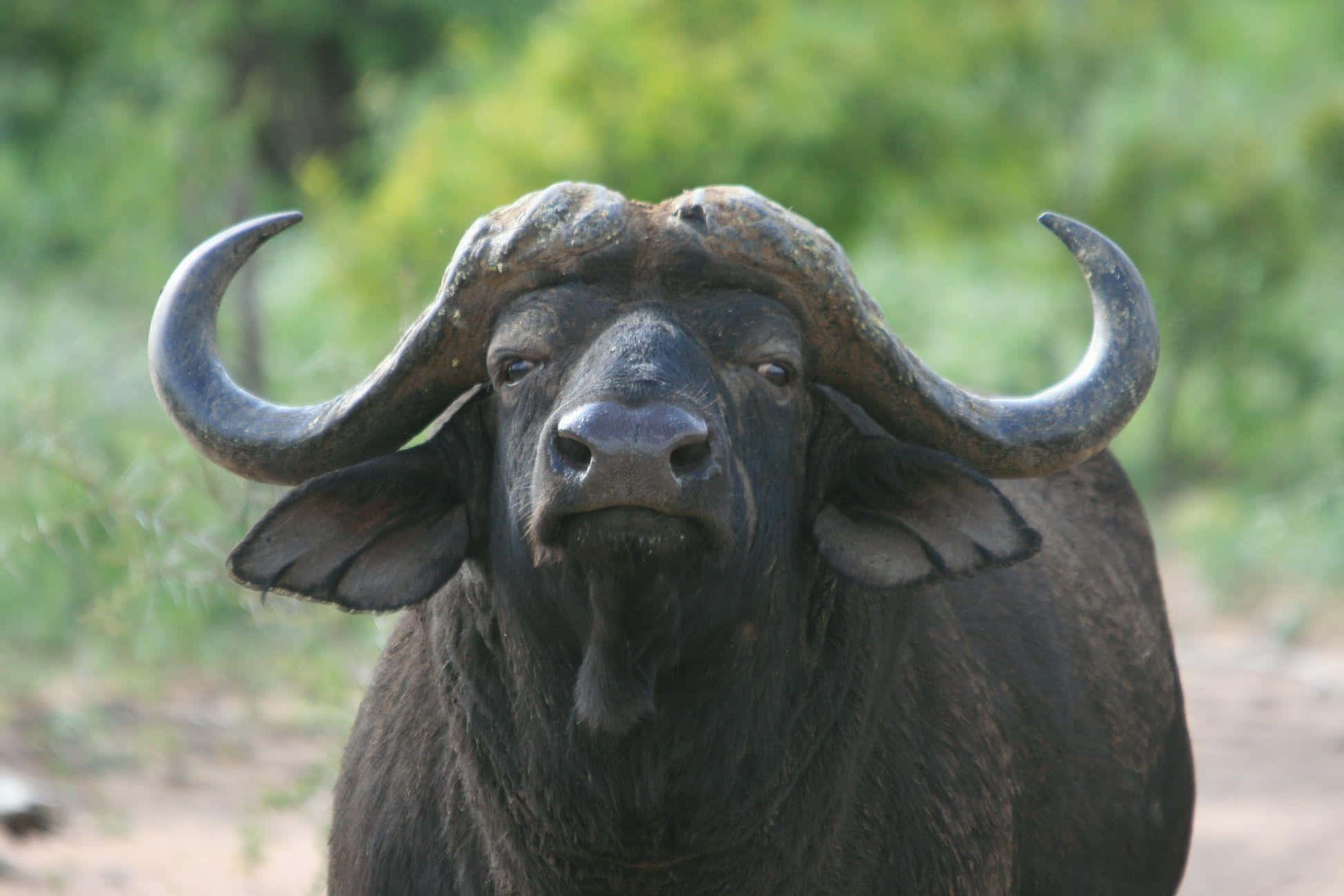 Water Buffalo 桌布 壁紙 — 一頭大型非洲水牛的特寫，擁有巨大的彎曲角，直視鏡頭，背景是模糊的綠色。