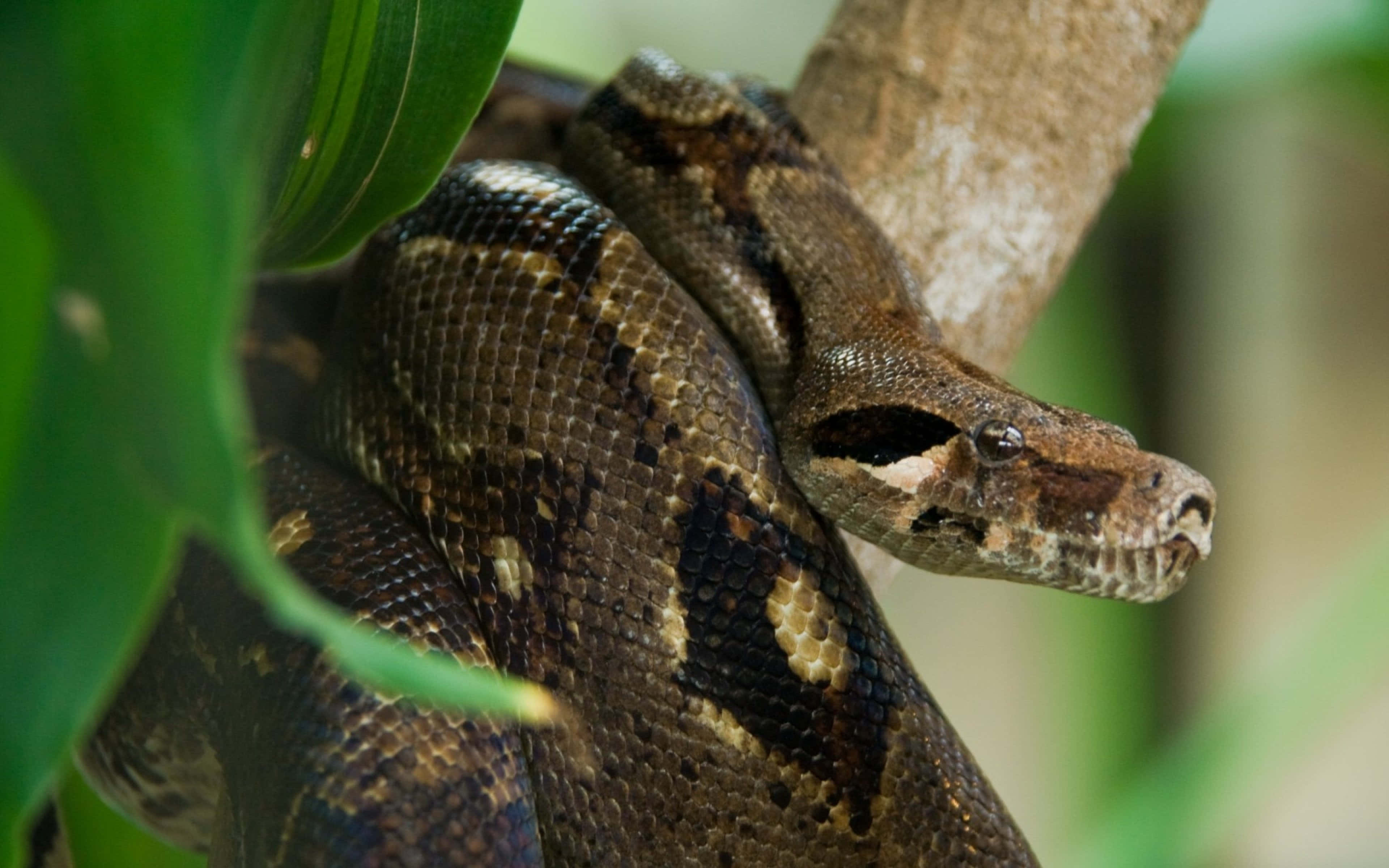 Anaconda 桌布 壁紙 — 一條帶有複雜圖案的大型棕色蛇纏繞在樹枝上，周圍是茂密的綠色樹葉的特寫。