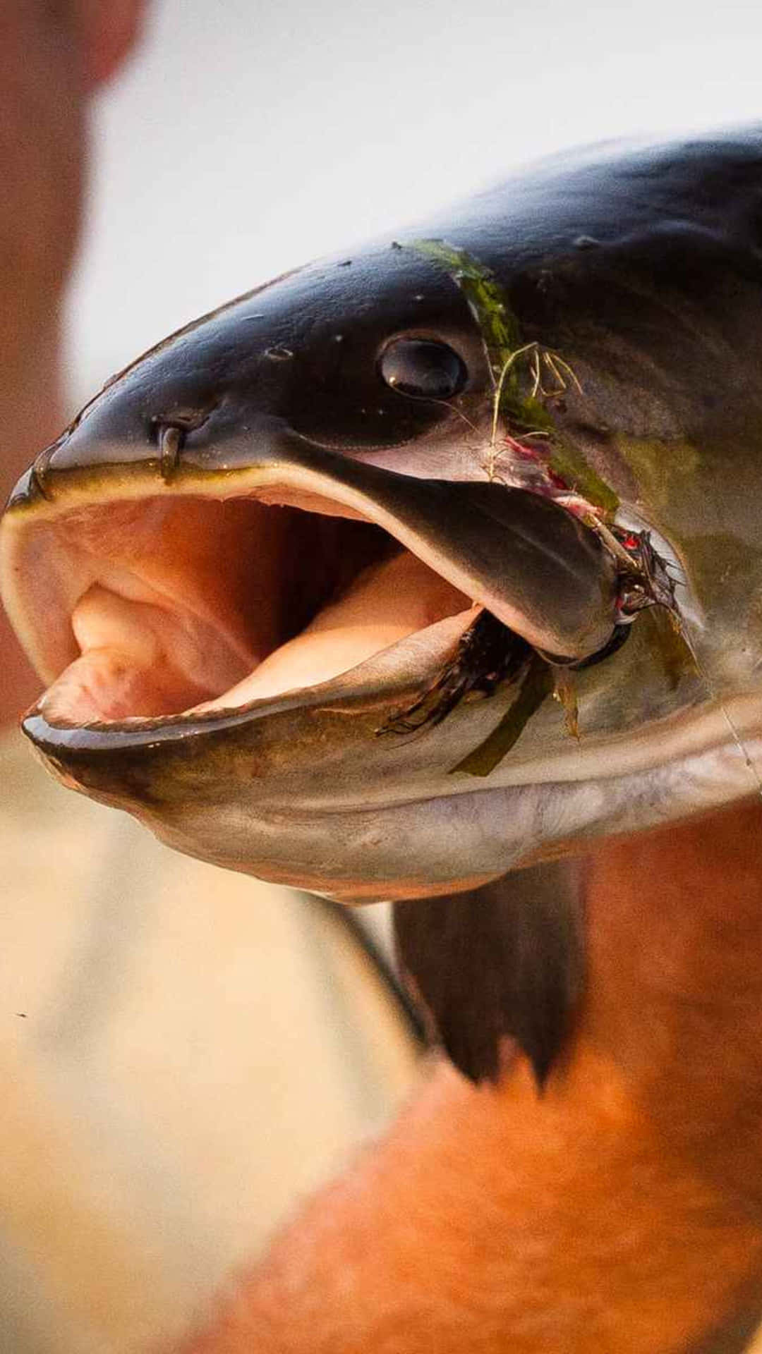  壁紙 — 一條大魚張開嘴，露出牙齒和鰓，由一個人握著的近距離特寫。