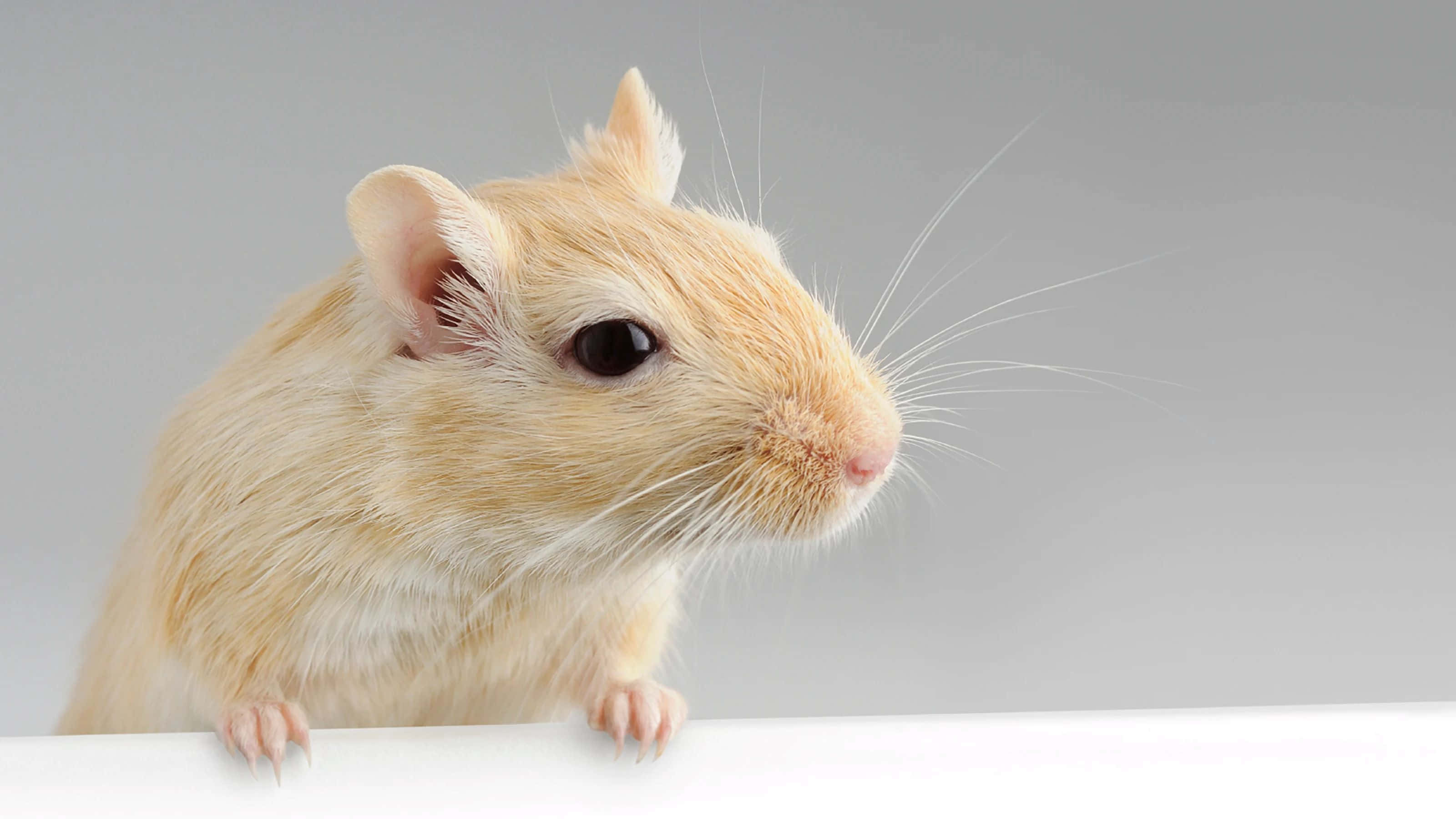 Gerbil 桌布 壁紙 — 淺啡色沙鼠的特寫，棲息在白色表面上，背景為柔和的灰色。