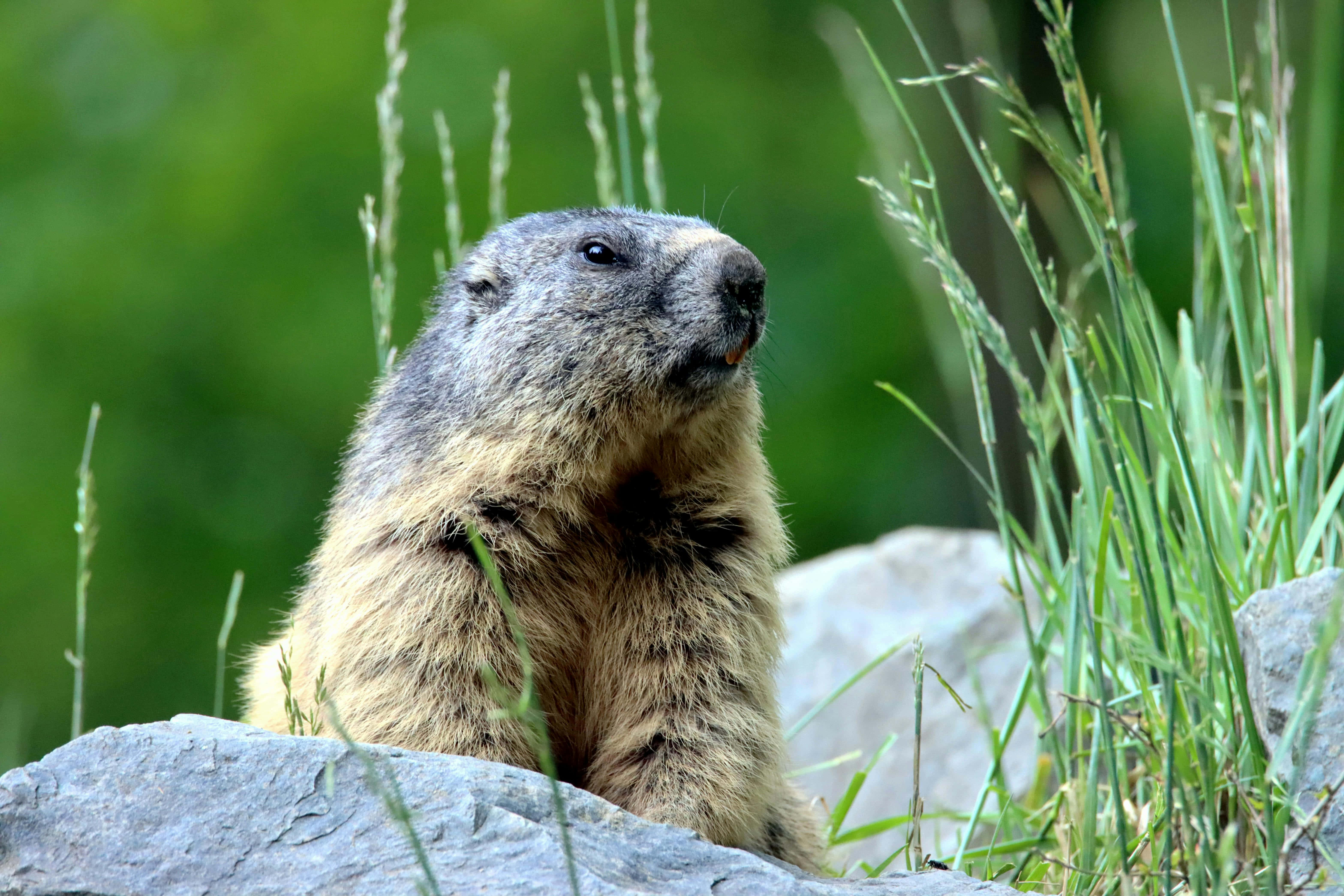 Woodchuck 桌布 壁紙 — 一隻土撥鼠棲息在岩石上，周圍是高高的綠草，在陽光明媚的自然環境中的特寫。