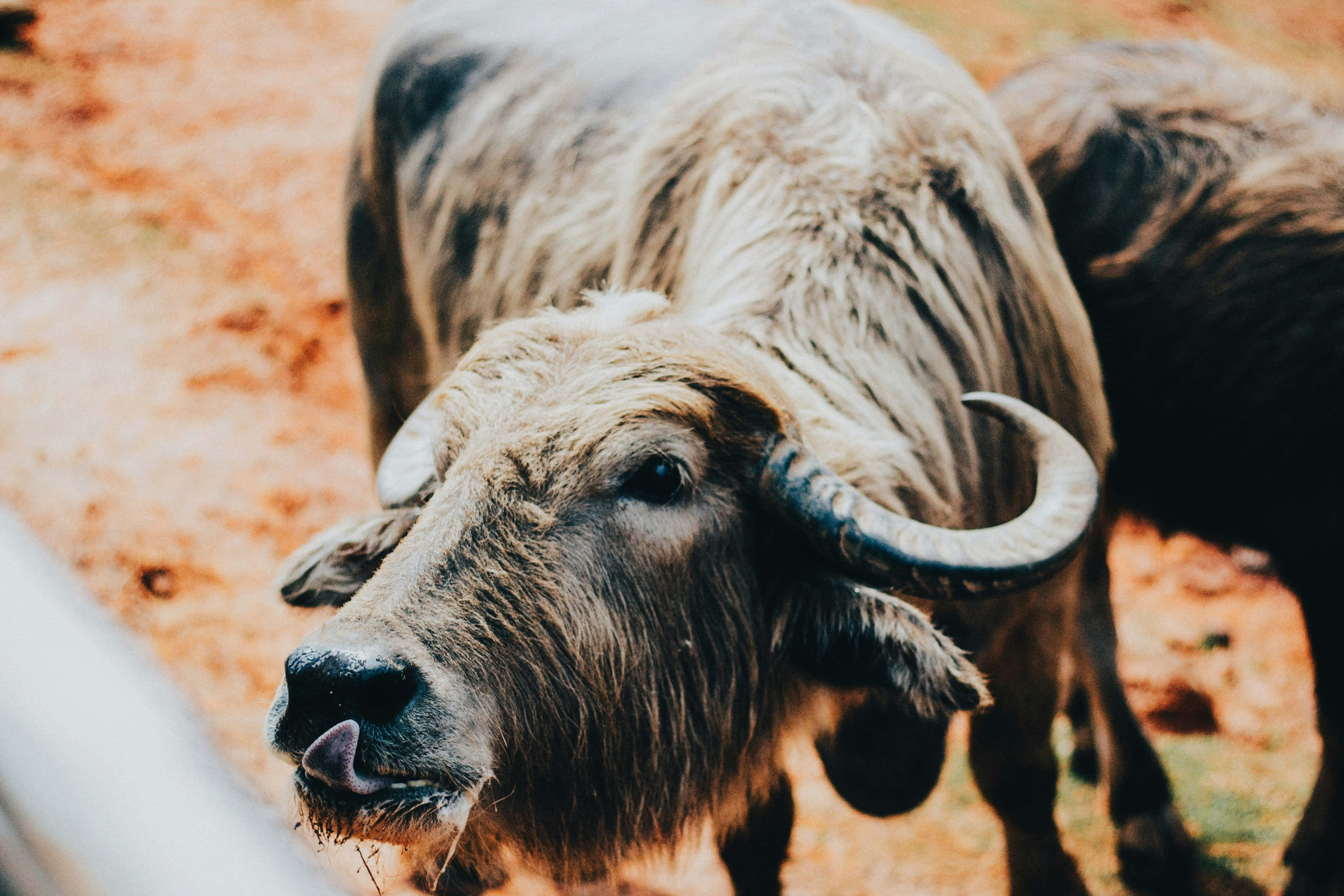 Water Buffalo 桌布 壁紙 — 一頭滿身泥濘、長有彎角的水牛在微紅泥地上舔嘴唇的特寫。