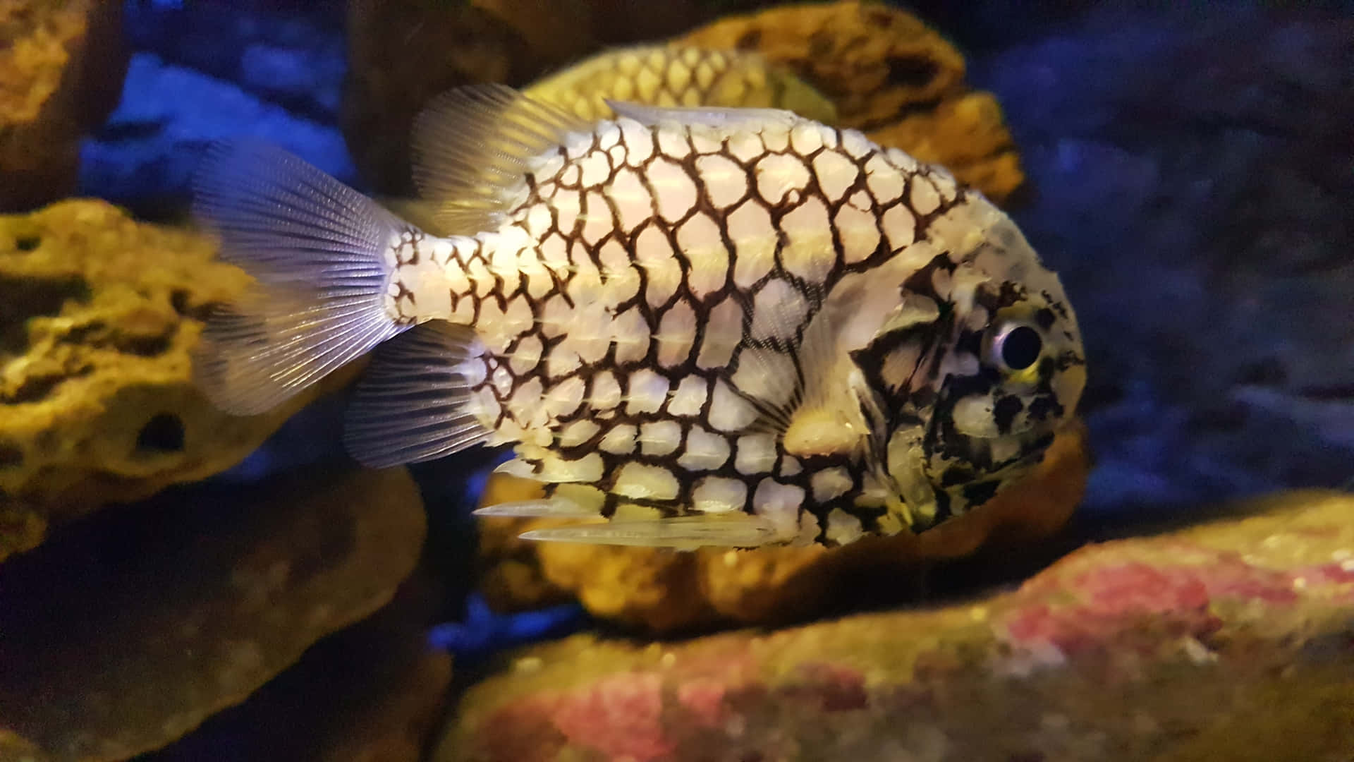  壁紙 — 一條帶有白色和黑色鱗片圖案的魚在水族箱中色彩繽紛的珊瑚岩石附近游動的特寫。