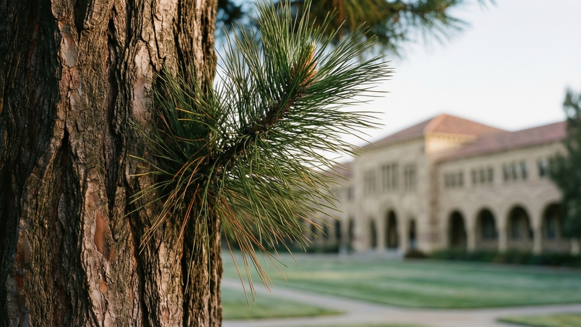 University Of California San Diego 桌布 壁紙 — 松樹枝的特寫，帶有紋理的樹皮和綠色的針葉，背景是模糊的石頭建築和修剪整齊的草坪。