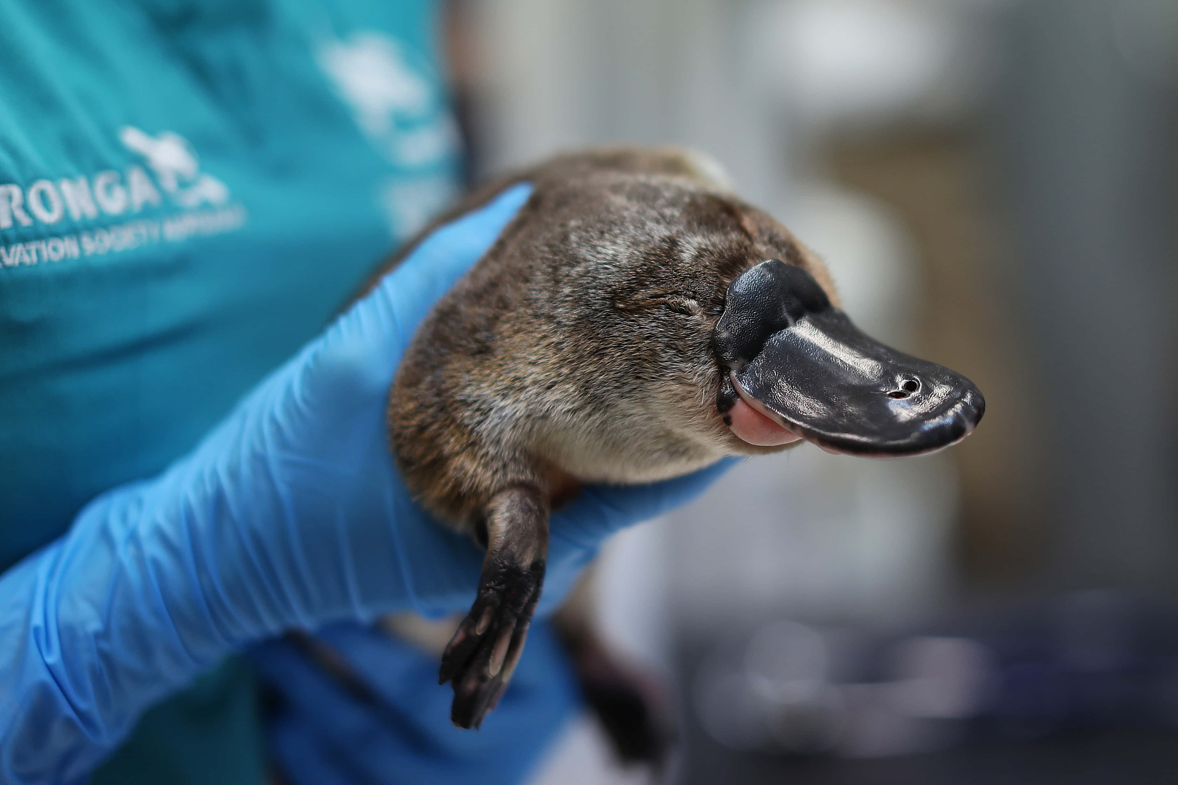 Platypus 桌布 壁紙 — 一隻鴨嘴獸被輕輕地握在戴著手套的手中，背景是模糊的保育人士。